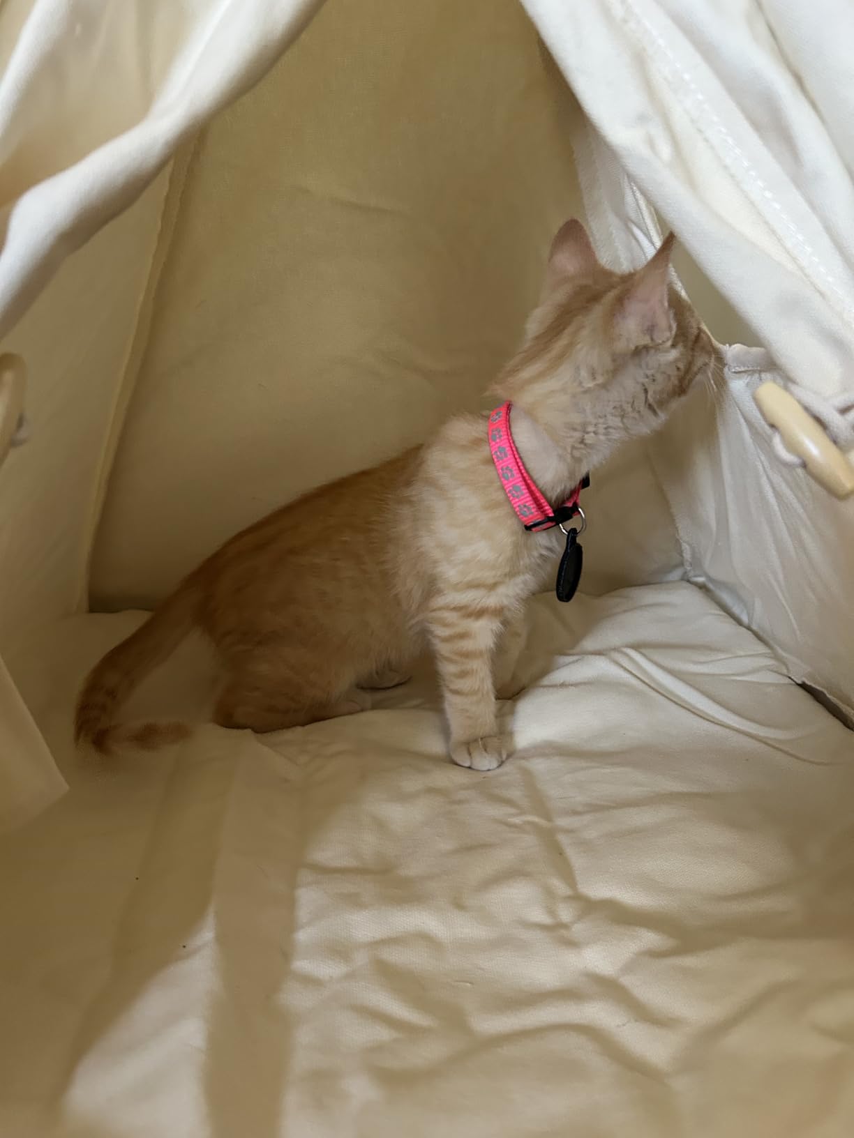 Large Cat & Small Dog Teepee Tent House (Int 26x26x26in/Ext 30x30x33in) for Ragdoll Cat, Mini Schnauzer, Welsh Corgi, Small French Bulldog, Cotton Canvas & Stable Frame customer photo 2