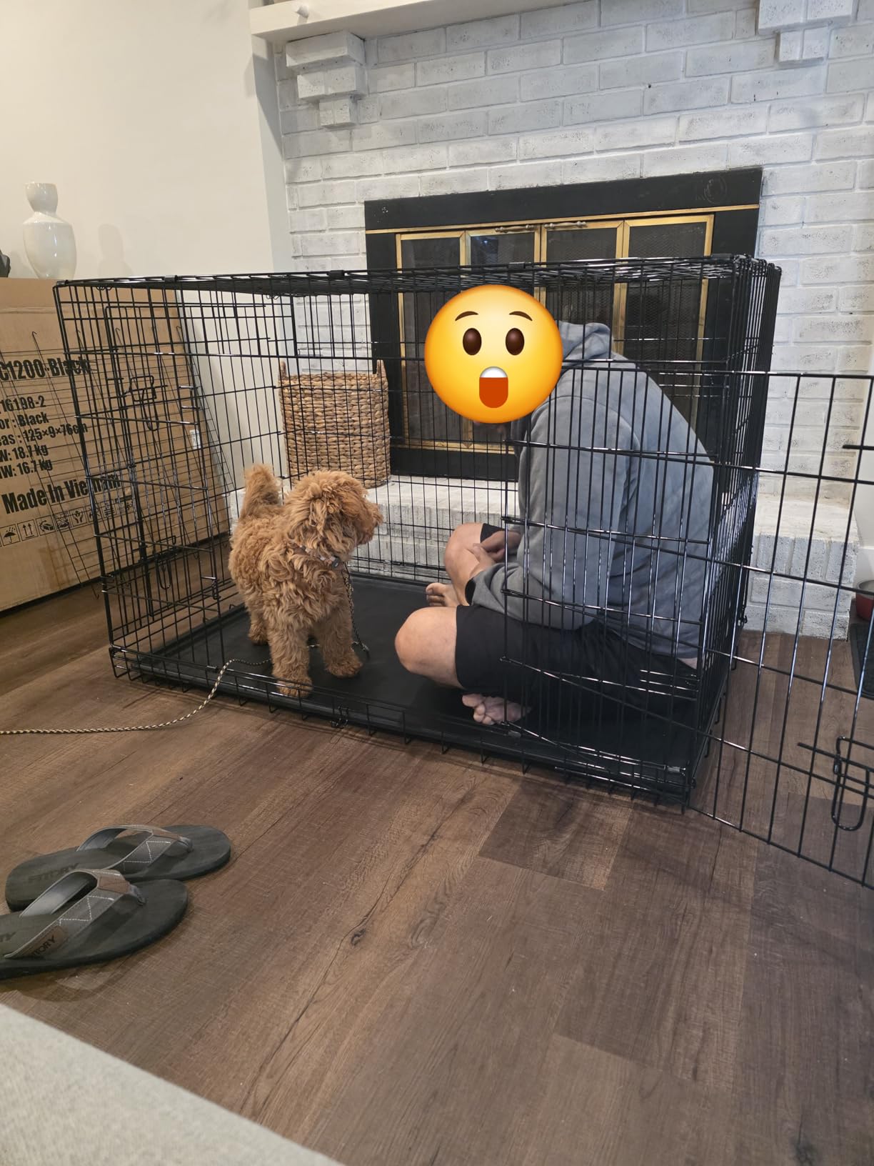 BestPet 18