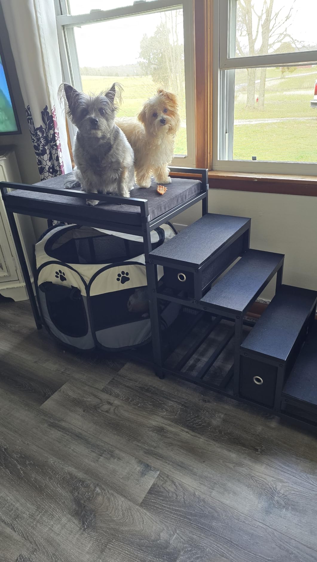 Saudism Pet Bunk Bed with Removable Stairs and 2 Drawers, Dogs/Cats Window Perch, Dog Window Seat with Soft Cushion, Ultra-Shallow Steps, Sturdy Metal Frame, Non-Slip, Load Capacity 60 LBS customer photo 1