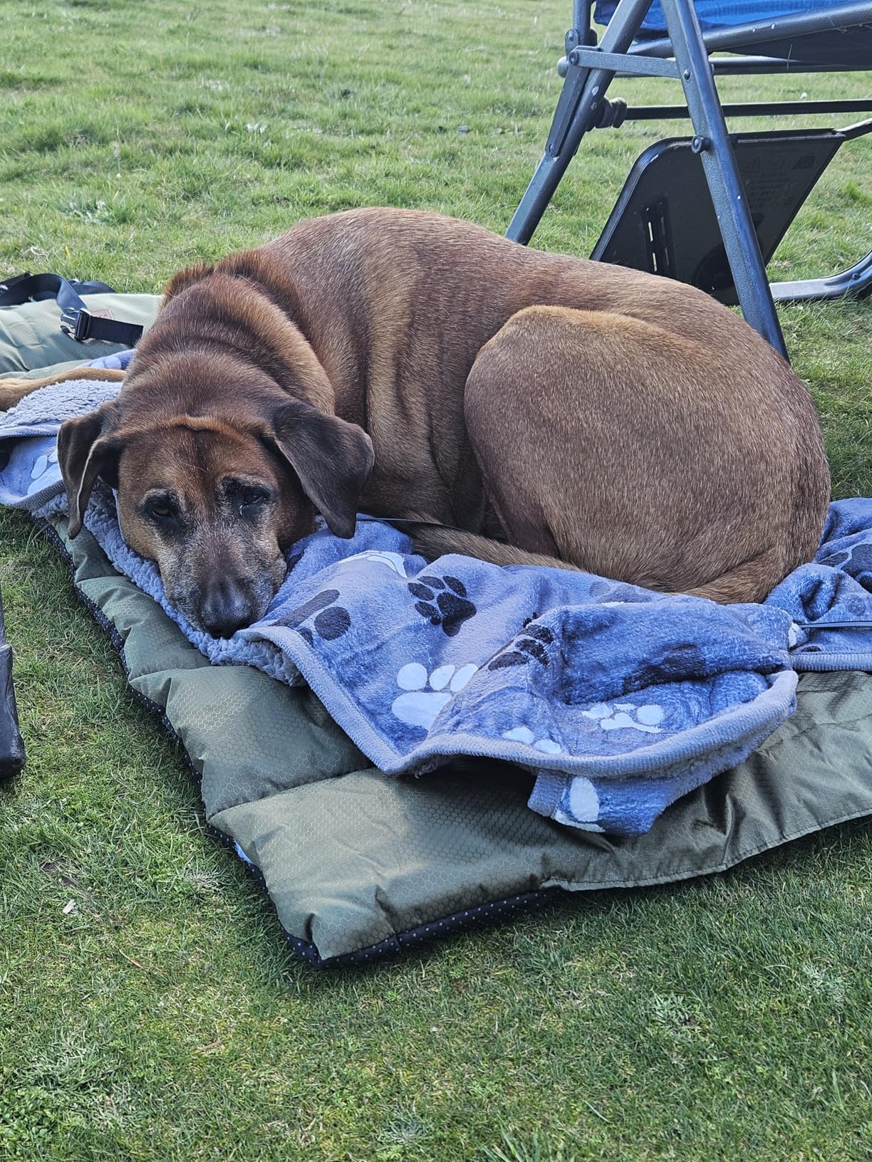 Gimars Upgraded Travel Dog Bed with Waterproof Film, Easy to Roll Up with Buckle, Large Outdoor Pet Bed for Medium & Large Dog, Portable, Washable Bed Mat for Camping, Traveling customer photo 1