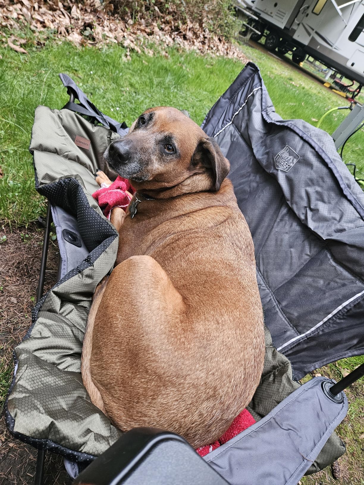 Gimars Upgraded Travel Dog Bed with Waterproof Film, Easy to Roll Up with Buckle, Large Outdoor Pet Bed for Medium & Large Dog, Portable, Washable Bed Mat for Camping, Traveling customer photo 2