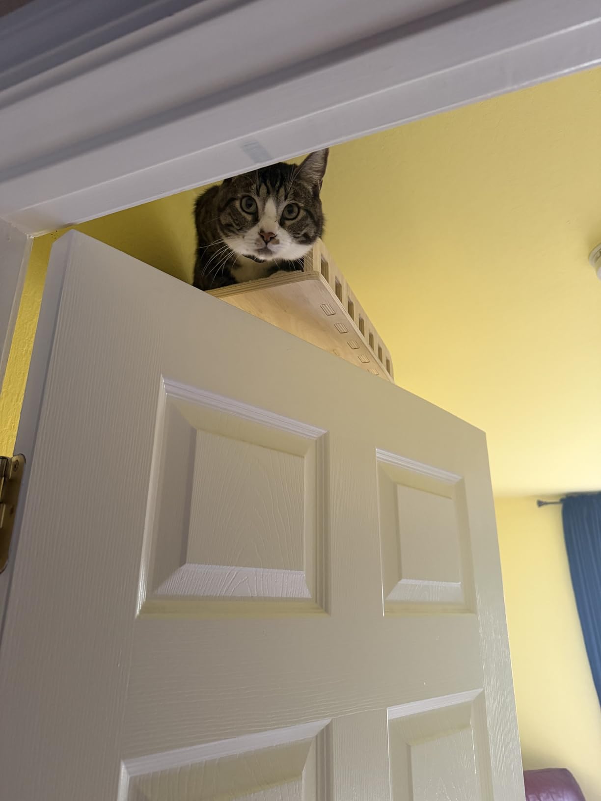 Cat Wall Shelves for Large Cats, 5-in-1 Cat Wall Furniture with Large Hammock and Wide Perch, Wooded Wall Climbing Furniture Set for Indoor Cats customer photo 1