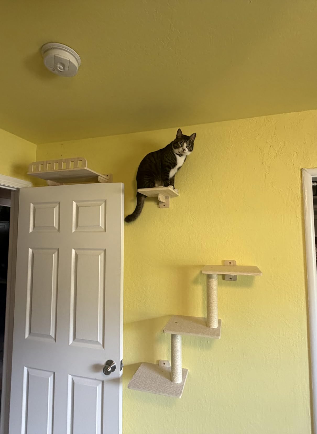 Cat Wall Shelves for Large Cats, 5-in-1 Cat Wall Furniture with Large Hammock and Wide Perch, Wooded Wall Climbing Furniture Set for Indoor Cats customer photo 2