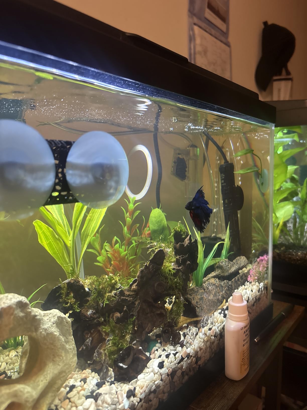 AquaMiracle Submersible Aquarium Heater, 50W Fish Tank Heaters with LED Digital Temp Display, Dry-Run Auto Power-Off & Overheat Protection, for Freshwater and Saltwater Tanks (5-10 Gal) customer photo 1