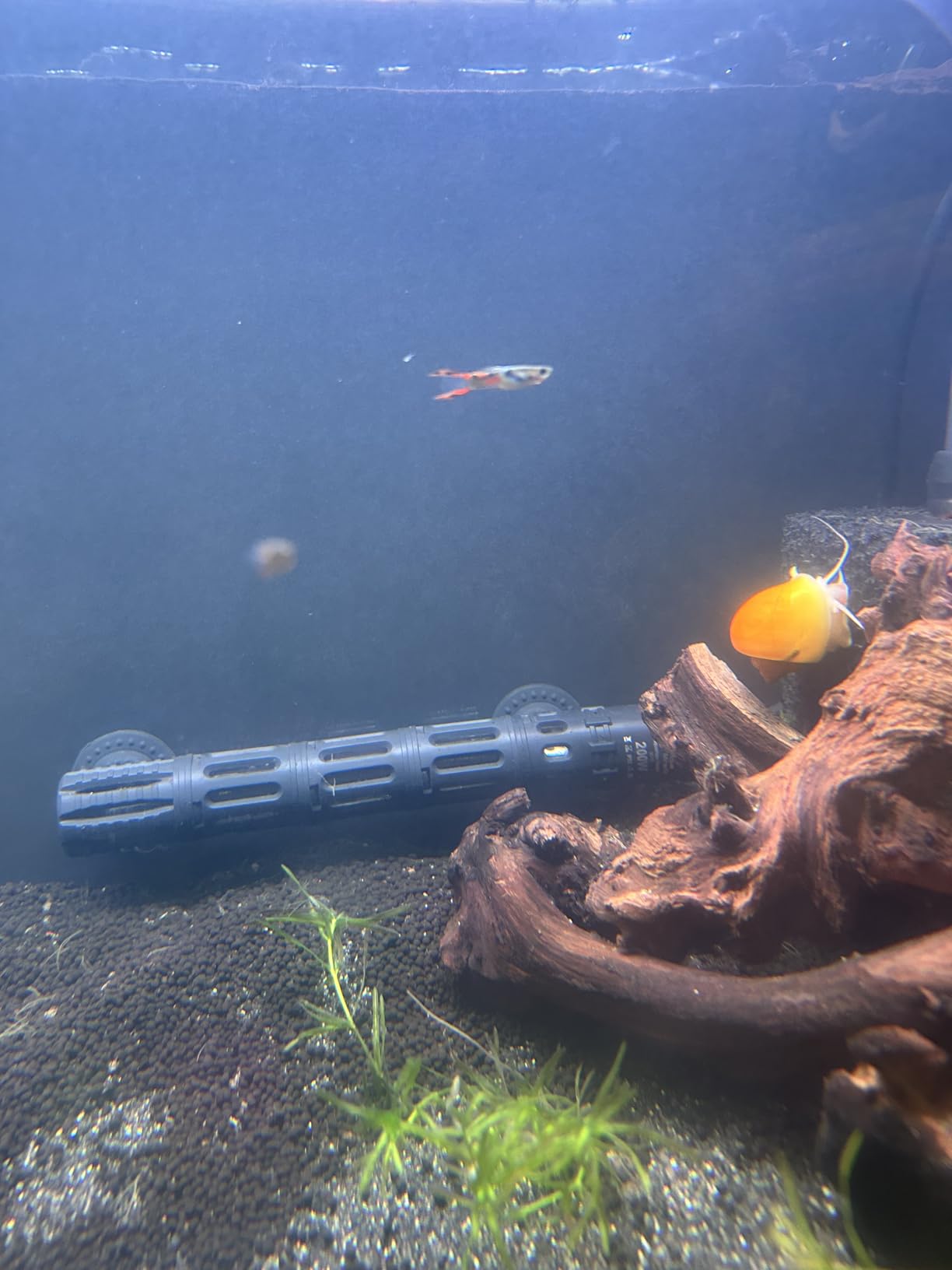 AquaMiracle Submersible Aquarium Heater, 50W Fish Tank Heaters with LED Digital Temp Display, Dry-Run Auto Power-Off & Overheat Protection, for Freshwater and Saltwater Tanks (5-10 Gal) customer photo 2