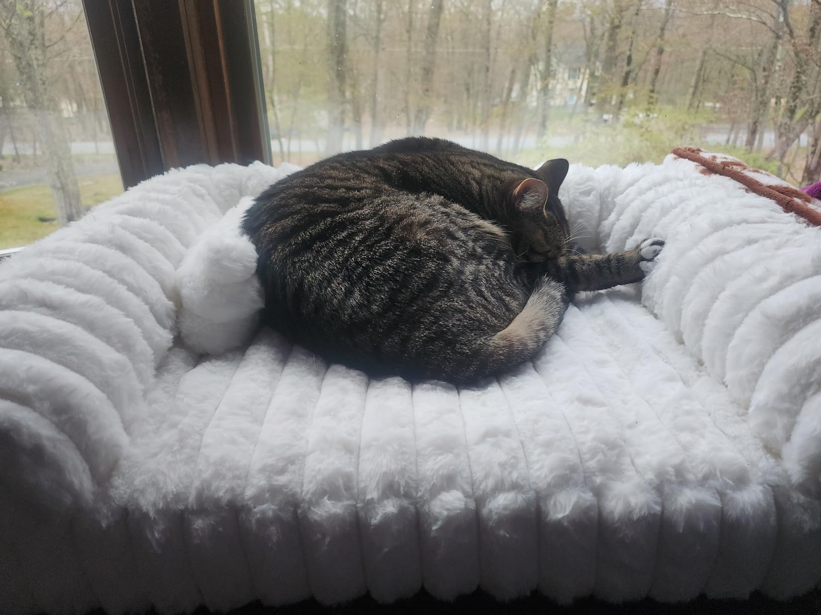 Cat Couch, Orthopedic Pet Bed, Washable Medium Pet Sofa Bed for Puppy and Small to Large Kitten with Anti-Slip Bottom, Fits Up to 65lbs Pets Cat Beds Self Warming customer photo 1