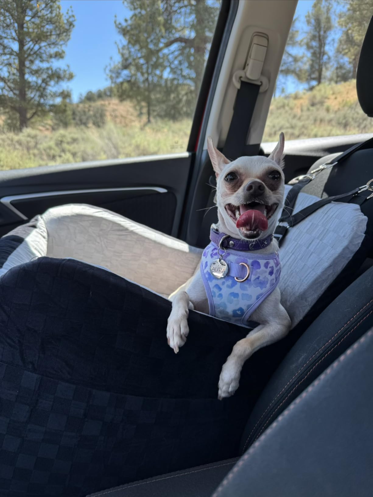 PETICON Waterproof Dog Car Seat for Small Medium Dogs, 6in Memory Foam Pet Booster Seat for Dogs up to 26 lbs with Pockets, Detachable Washable Pet Carseat with Y-Shape Safety Belt customer photo 1