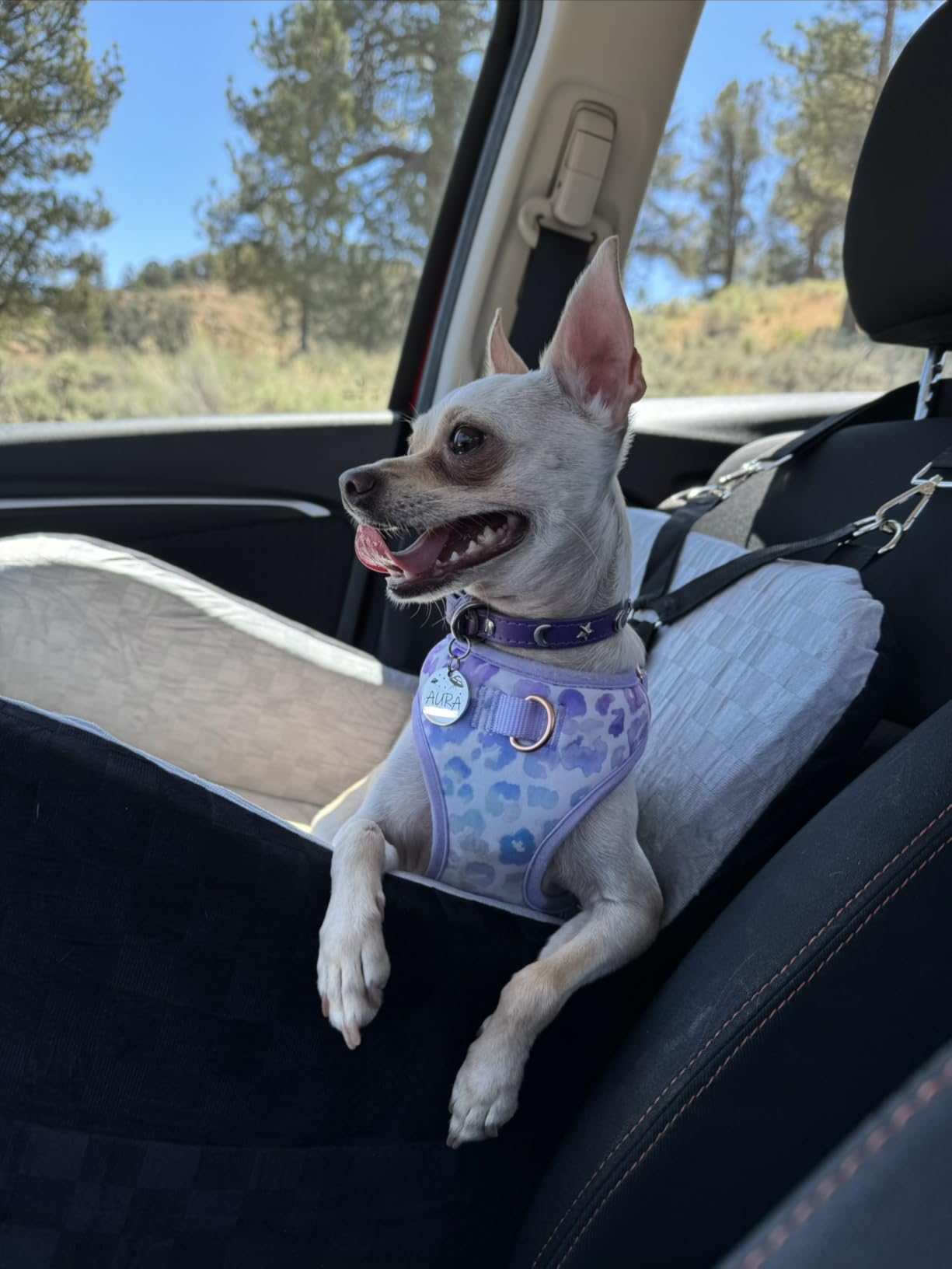 PETICON Waterproof Dog Car Seat for Small Medium Dogs, 6in Memory Foam Pet Booster Seat for Dogs up to 26 lbs with Pockets, Detachable Washable Pet Carseat with Y-Shape Safety Belt customer photo 2