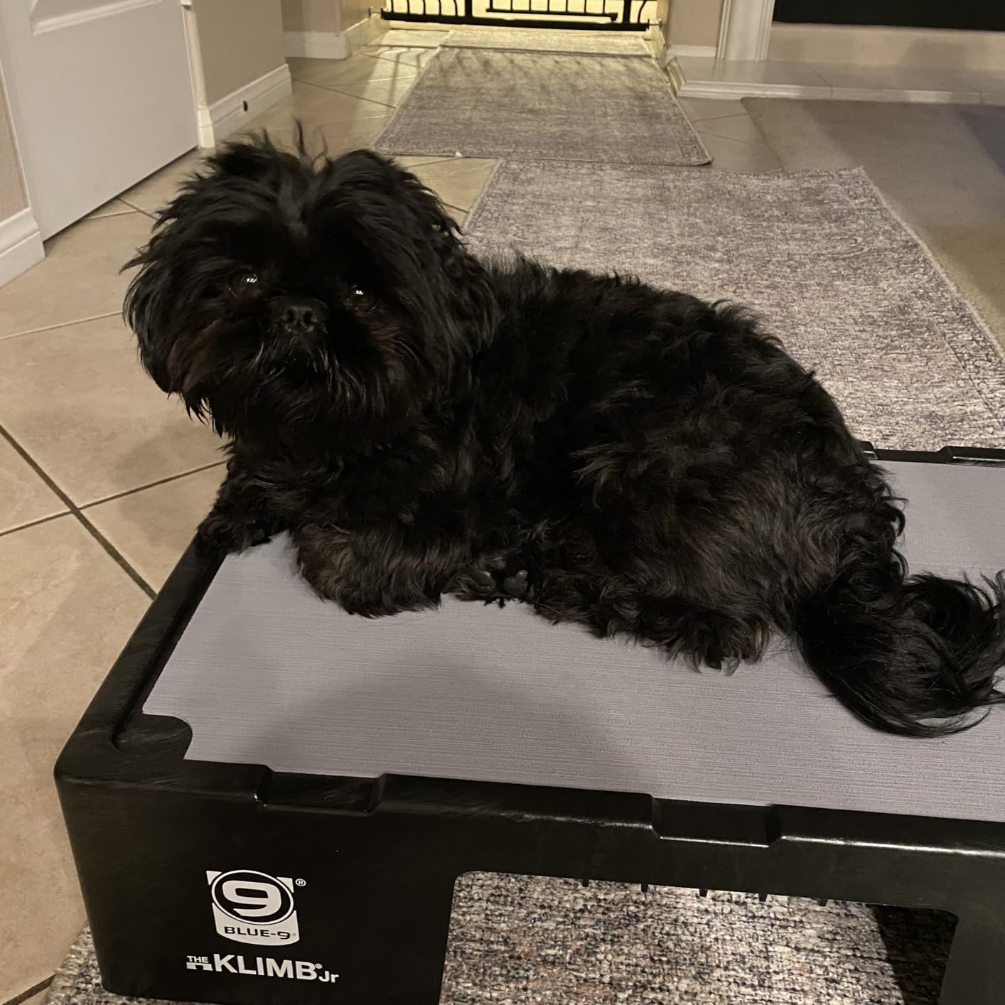 Blue-9 KLIMB Jr. Professionally Designed Dog Training Platform and DIY Guide for Behavior Basics, Made in The USA, Black customer photo 1