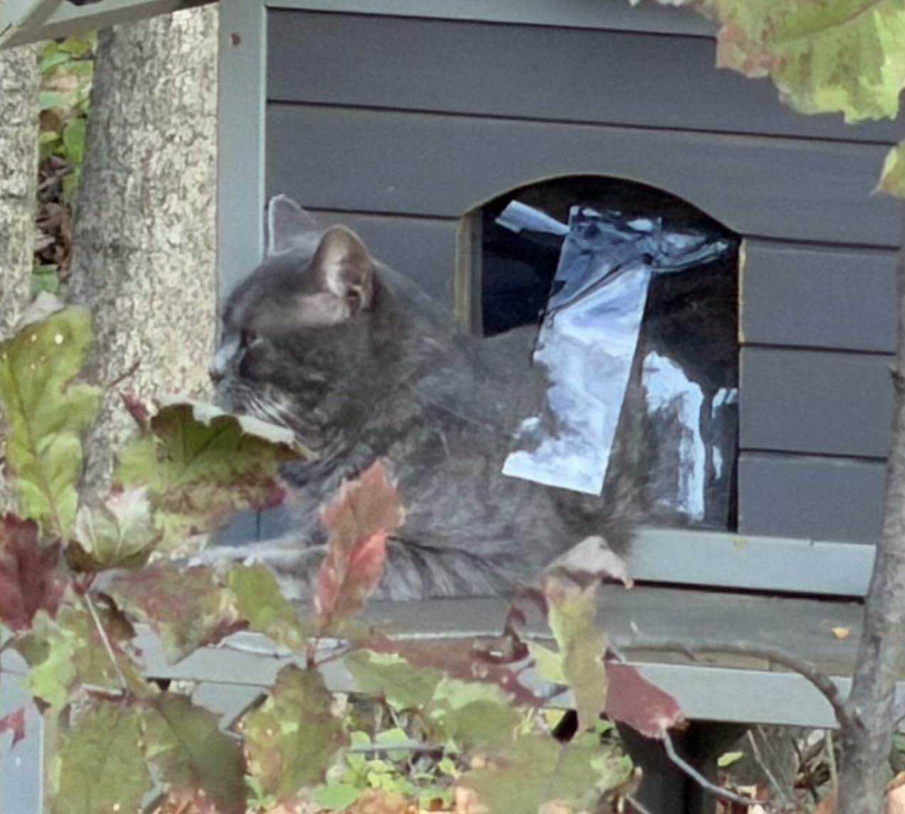GUTINNEEN Heated Cat House for Outside, 2-Tier Insulated Cat House with Insulated Liner, Heating Pad, Oversized Weatherproof Feral Cat Shelter with Escape Doors for 2-4 Cats customer photo 1