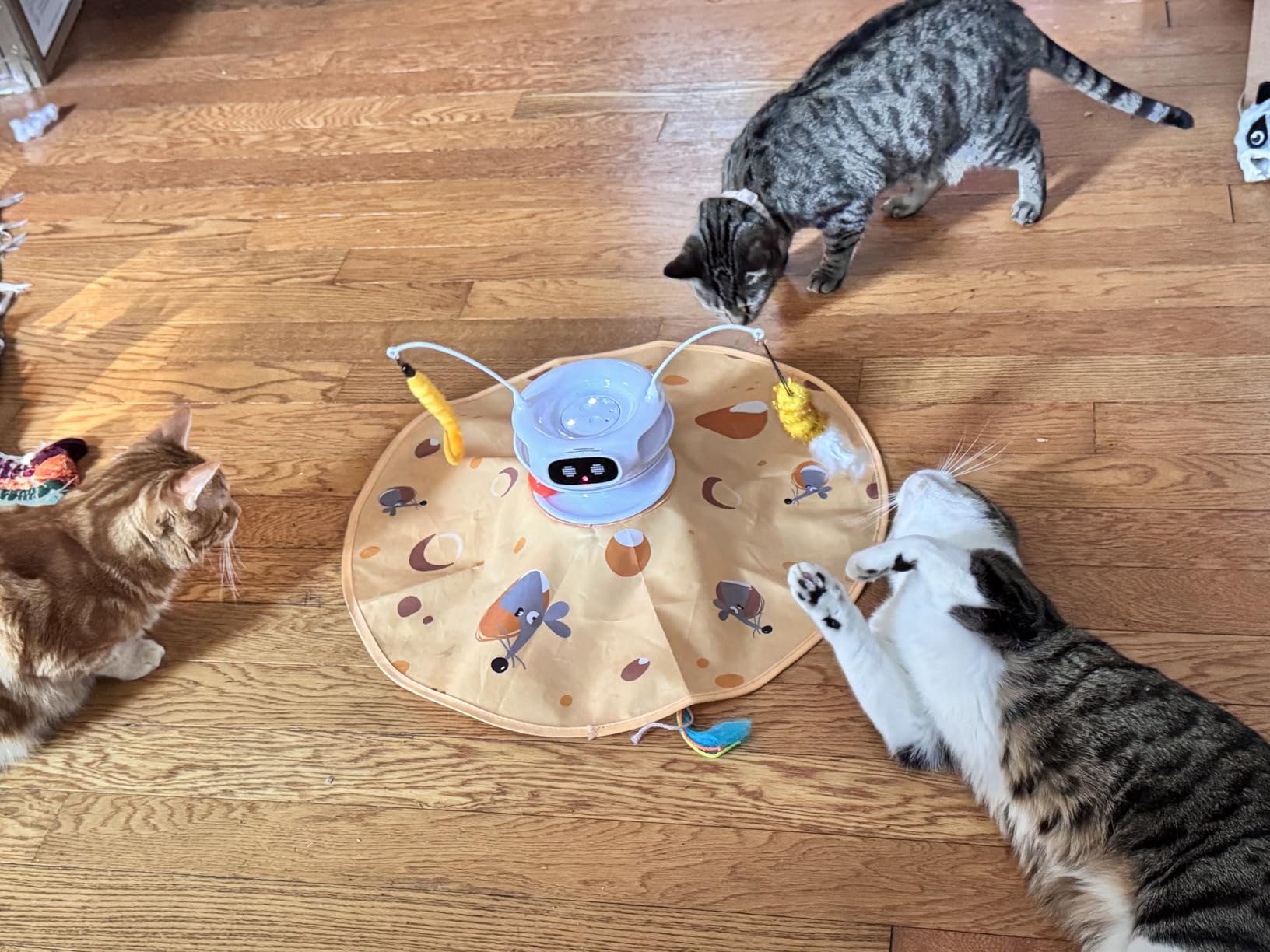 ZOMISIA Interactive Cat Toys for Indoor Cats, 5 in 1 Rechargeable Automatic Cat Toy with Laser, Motion Activated and Hide and Seek, Fluttering Feather & Dual Track Balls with Chirping for Bored Cats customer photo 2