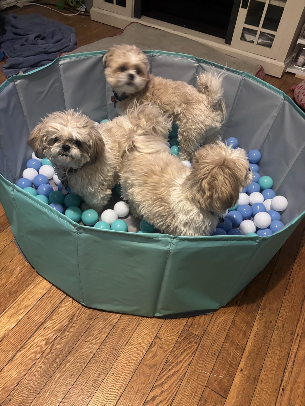 Dog Ball Pit, Foldable Balls Pit for Dogs, Ball Pit for All Types of Dogs, Foldable Play Pit for Dog Indoor and Outdoor Games, Party Toys Gifts (40In in Diameter, No Ball Included) (Blue) customer photo 1