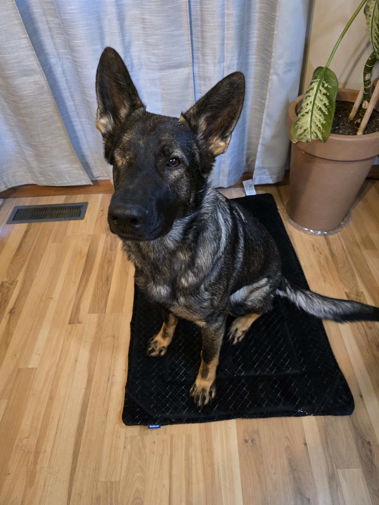 Bedsure Chew Resistant Dog Bed for Small Dogs - Chew Proof Dog Crate Pad Machine Washable Durable Kennel Mat for Chewers with Reinforced Corners, Black, 24x17 in customer photo 1