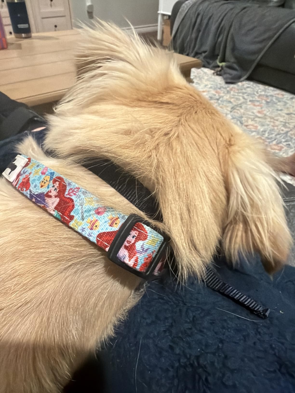 PetSafe NanoBark 2.0 Bark Collar for Small Dogs Lightweight, Adjustable 4-15 inch Neck Smart Bark Detection Auto-Adjusting Static Correction Waterproof & Rechargeable Up to 7 Days Battery customer photo 2
