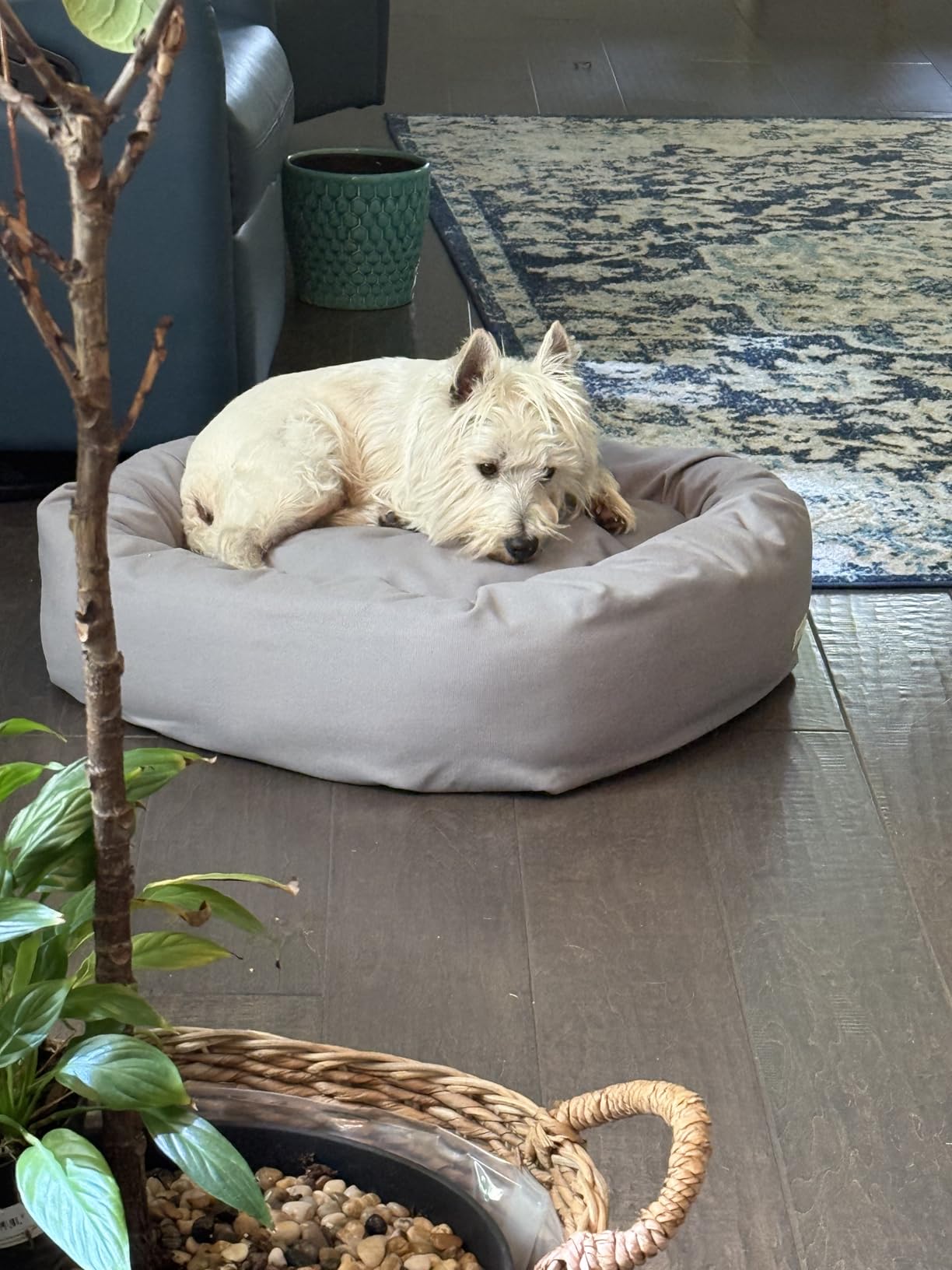Organic Cotton Canvas Dog Bed: Removable Cover, Natural Fill - Made in USA (Natural, Small 24