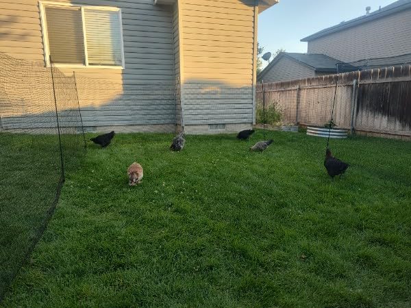 Temporary Fence with Posts, 4'x50' Plastic Fencing Garden Fence Animals Barrier with Fiberglass Stake Windbreak Rope, Portable Snow Fences, Fencing for Dogs Outdoors Backyard (Black) customer photo 2