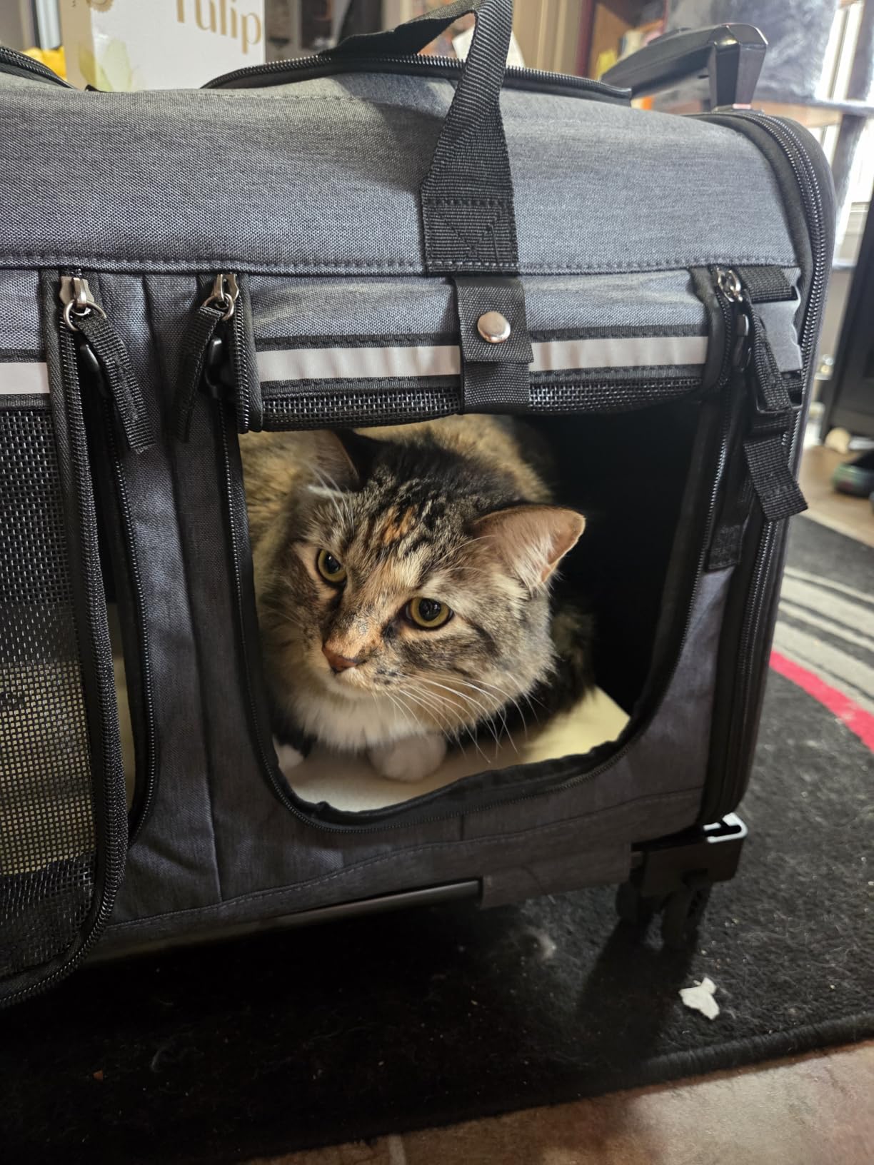 Cat Carrier for 2 Cats, Cat Carrier with Wheels for Cats and Dogs, Foldable Double Pet Carrier, Rolling Dog Carrier with Detachable Wheels and Telescopic Handle, 2 Front Zippered Compartments (Gray) customer photo 1