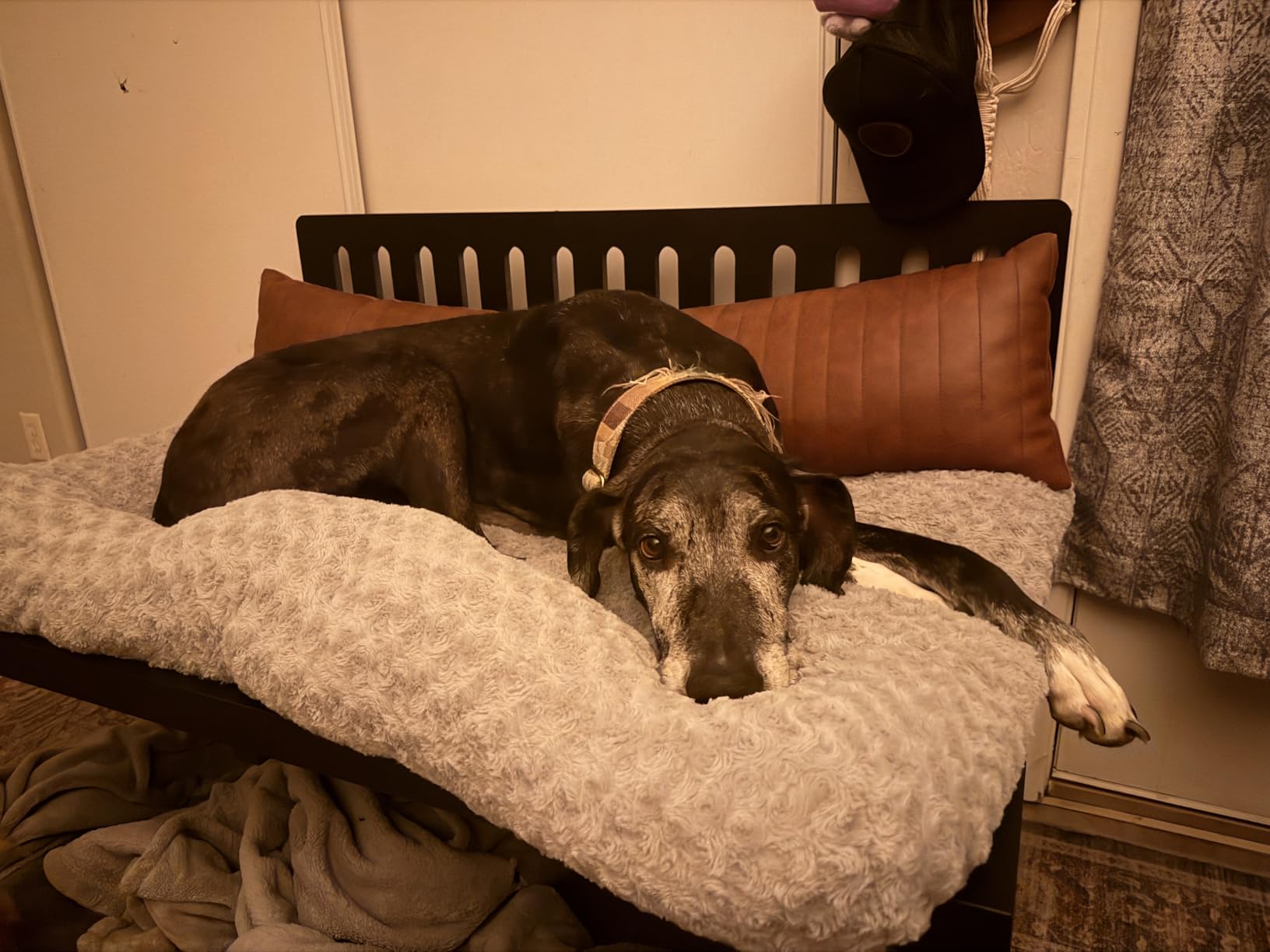 Heavy Duty Dog Bunk Bed, Adjustable Height Metal Dog Bed Frame with Wooden Side Panels & Washable Cushions, Elevated Raised Pet Bed for Large Dogs, 40.5''x28.5'' customer photo 1