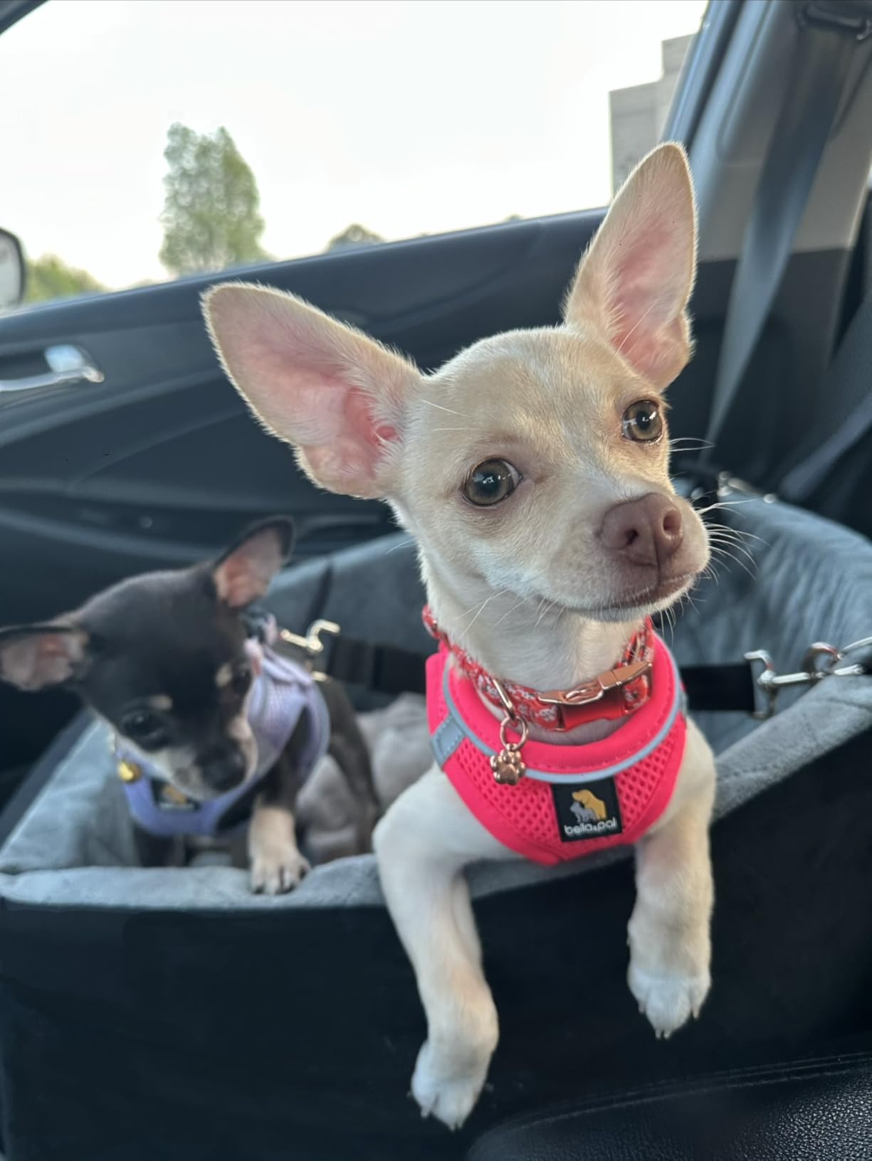 BELLA & PAL Step in Vest Harness for Small and Medium Dogs, No Pull Small Dog Harness with Leash Set, Comfortable Air Mesh Dog Vest Harness with Reflective Strip (Brown Leopard, XS) customer photo 1
