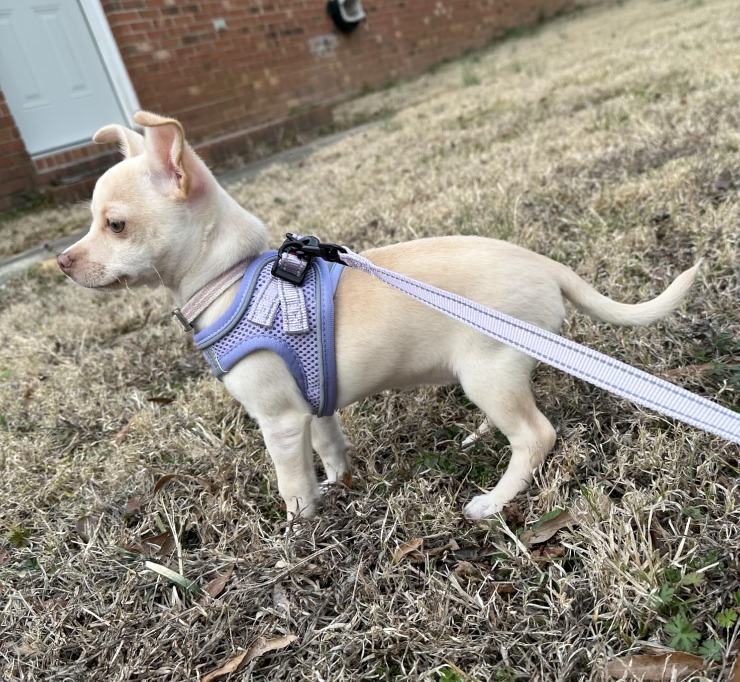 BELLA & PAL Step in Vest Harness for Small and Medium Dogs, No Pull Small Dog Harness with Leash Set, Comfortable Air Mesh Dog Vest Harness with Reflective Strip (Brown Leopard, XS) customer photo 2