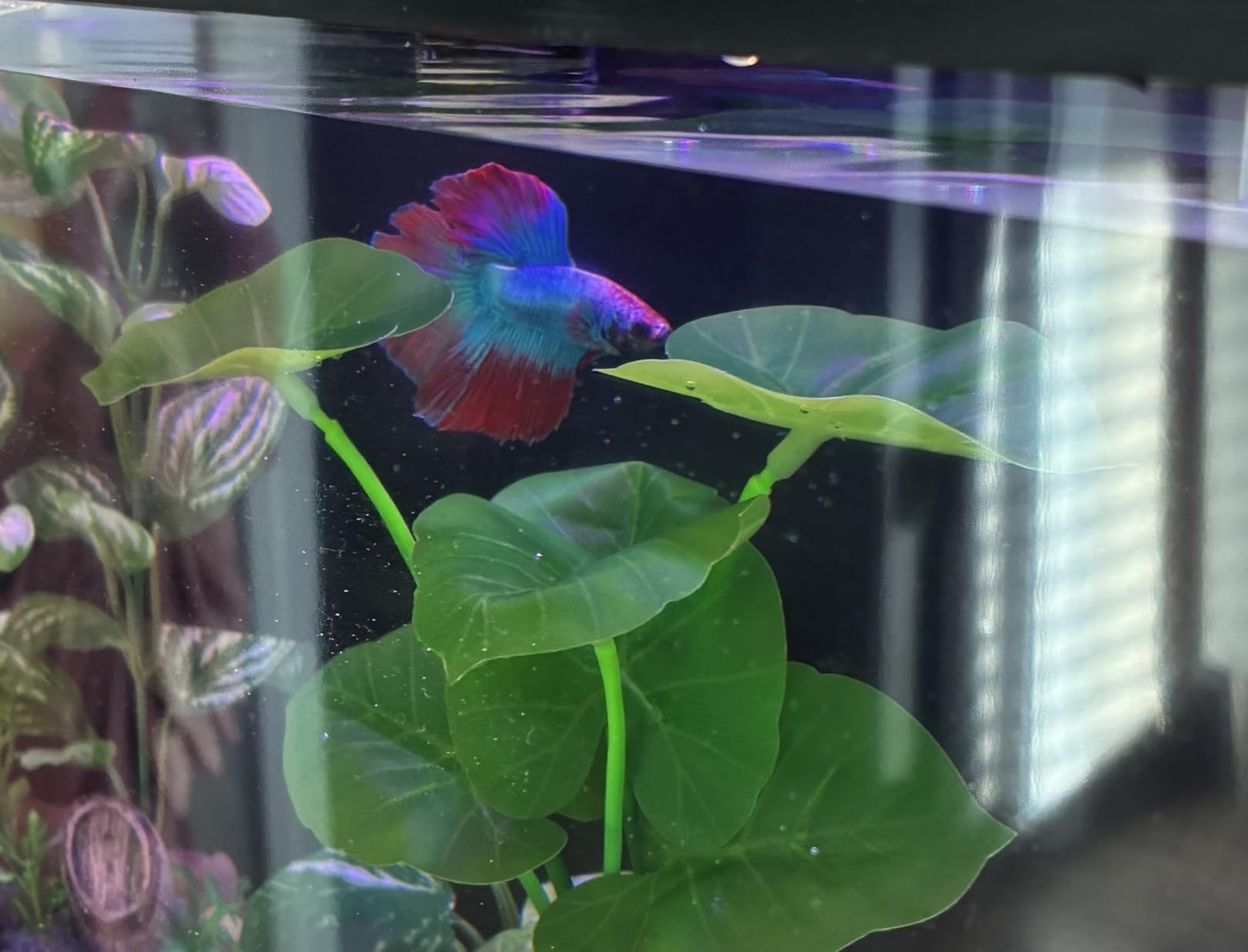 3.5 Gallon Betta Fish Tank, All in One Aquarium Starter Kits with Back Filter, Adjustable Pump, 25W Heater, LED Thermometer, LED Light with Timer & Water Changer Kit, Gifts for Mom Wife customer photo 1