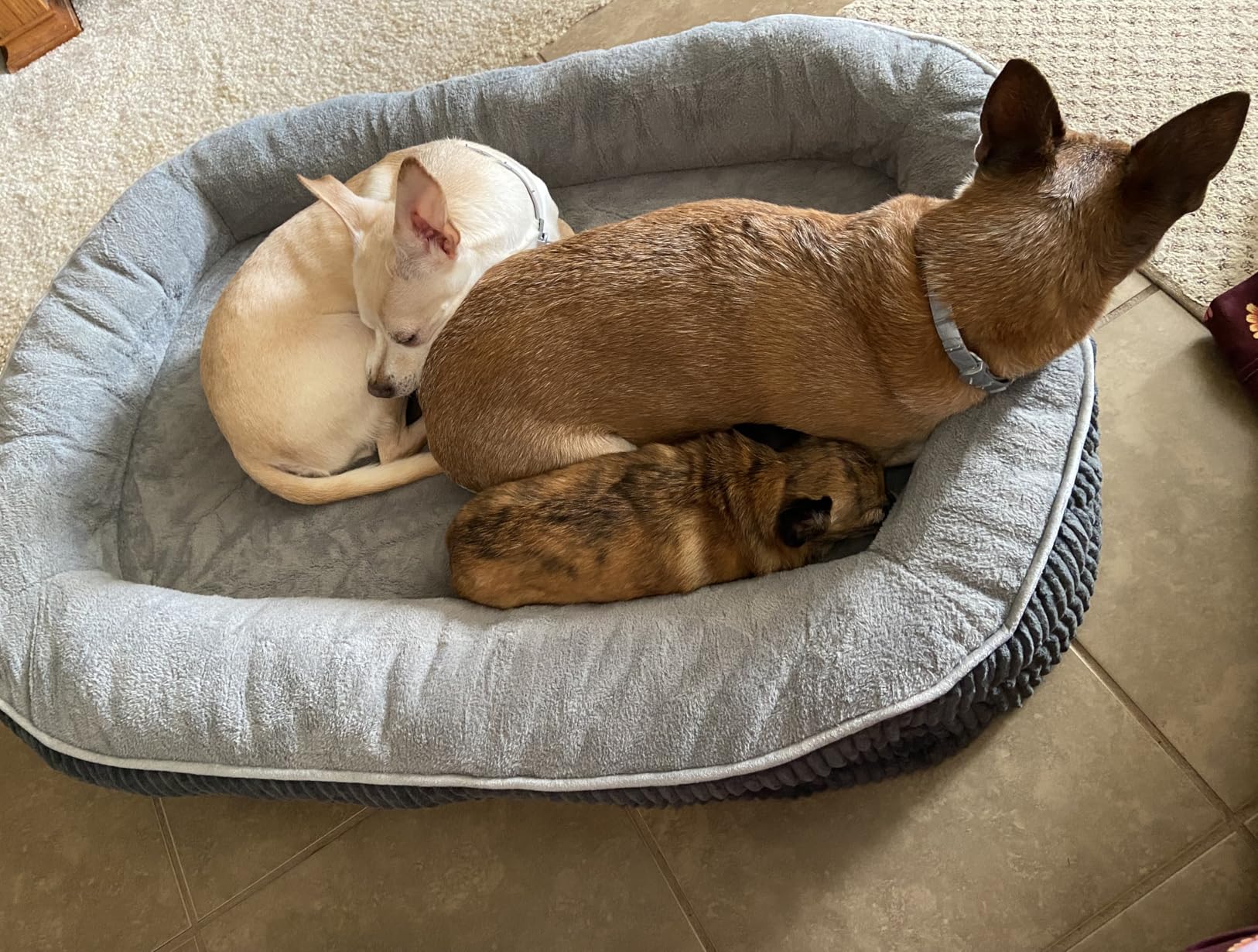 Bedsure Orthopedic Dog Bed Medium Size Dog - 360 Degree Oval Bolster Medium Dogs Beds for Senior Dogs with Waterproof Washable Cover, Comfort Pet Sofa Couch with Ultra-Soft Fleece, Beige, 30