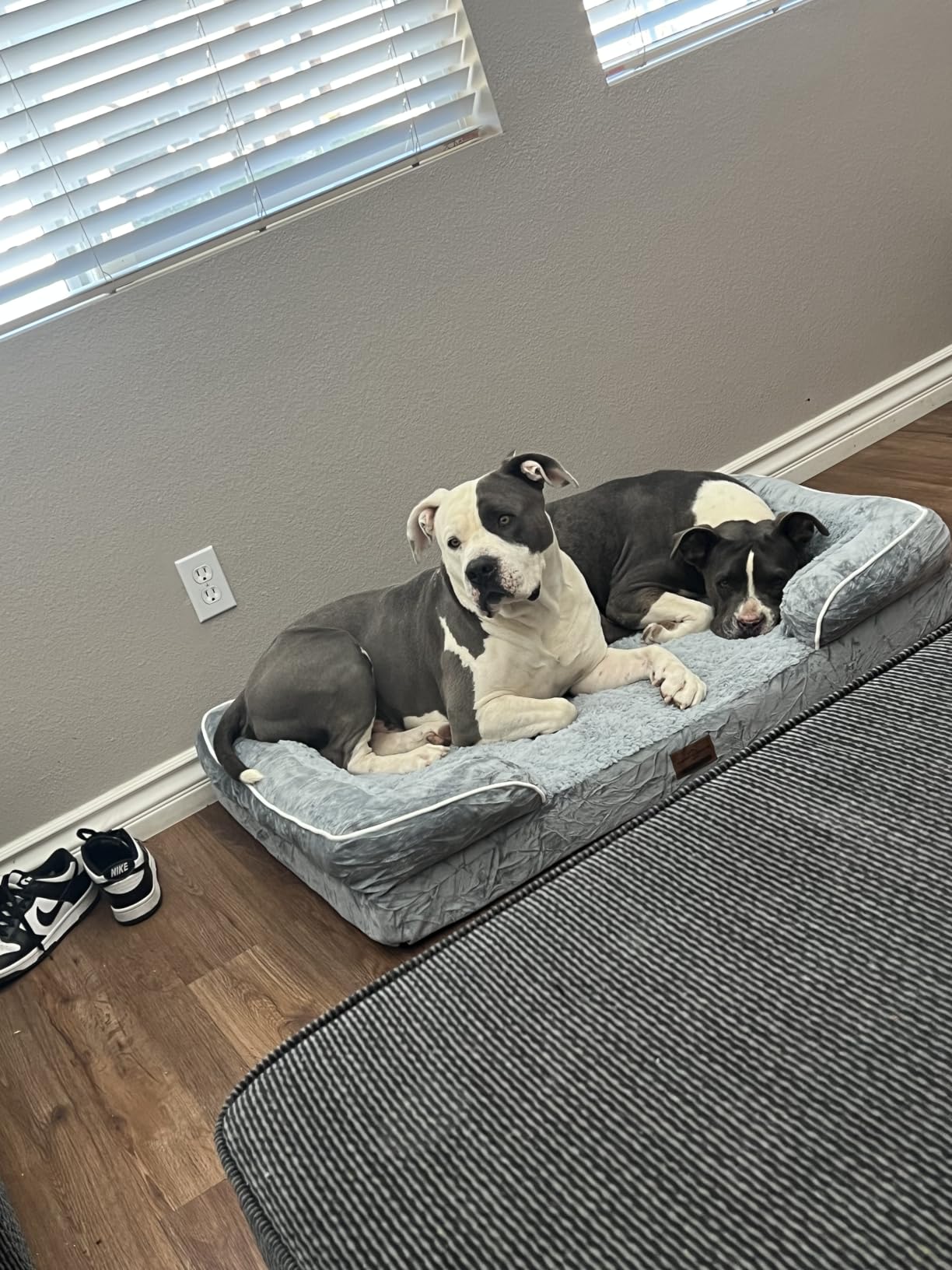 Comfort Expression Orthopedic Dog Bed for Large Dogs 36x27 Inch, Waterproof Egg Crate Foam Large Pet Bed with Bolsters, Dog Couch with Washable Cover & Non-Slip Bottom, American Flag 2 customer photo 2