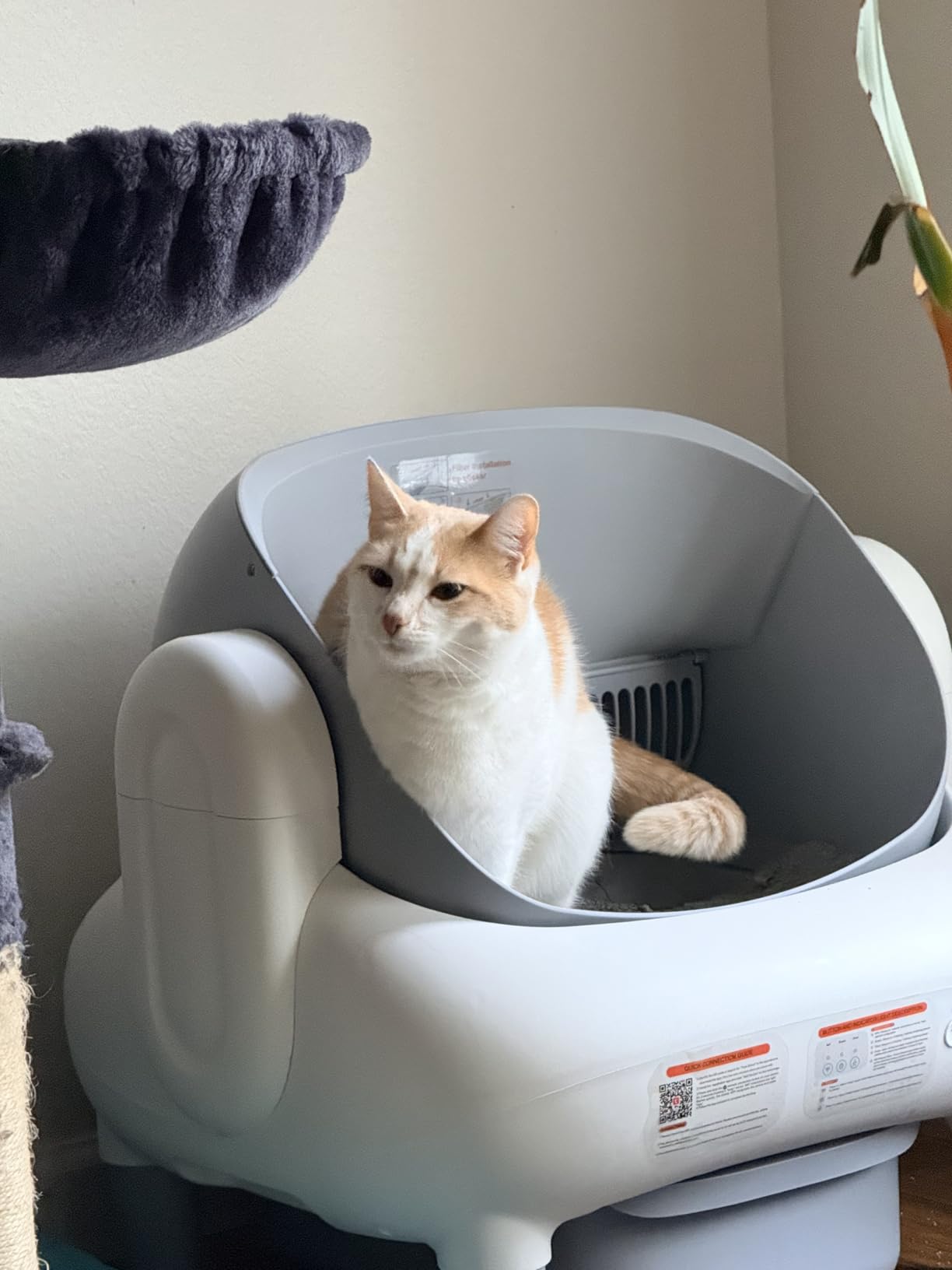 Automatic Cat Litter Box, Self Cleaning Litter Box for Multiple Cats with Open Top Design, App Control and Safety Protection, Ultra-Quiet, Easy Setup, Light Gray customer photo 1