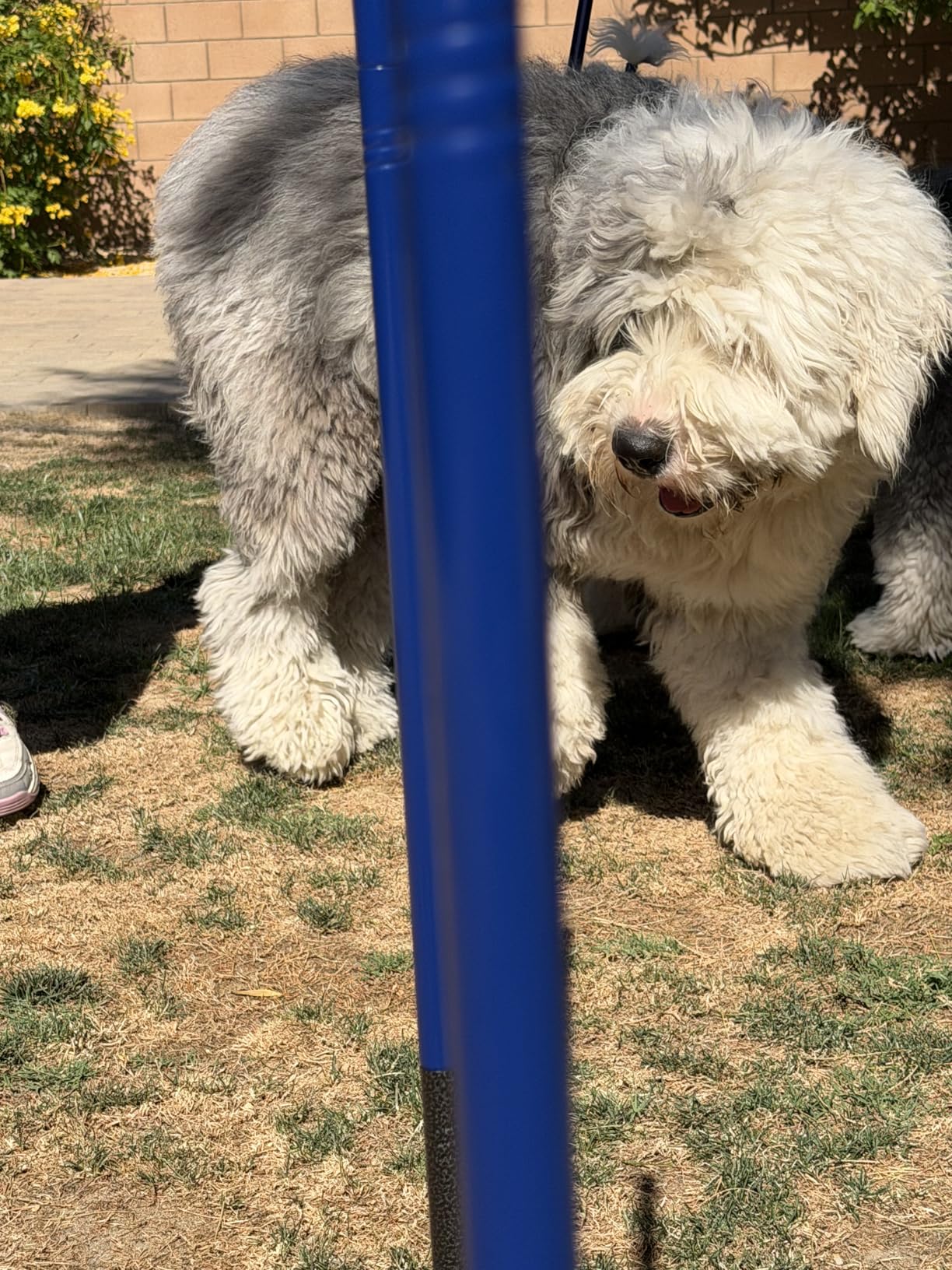 Dog Agility Course Backyard Set, Metal Dog Agility Training Equipment Adjustable Height Obstacle Course for Dog Hurdles Jumps (3 Pack) customer photo 2