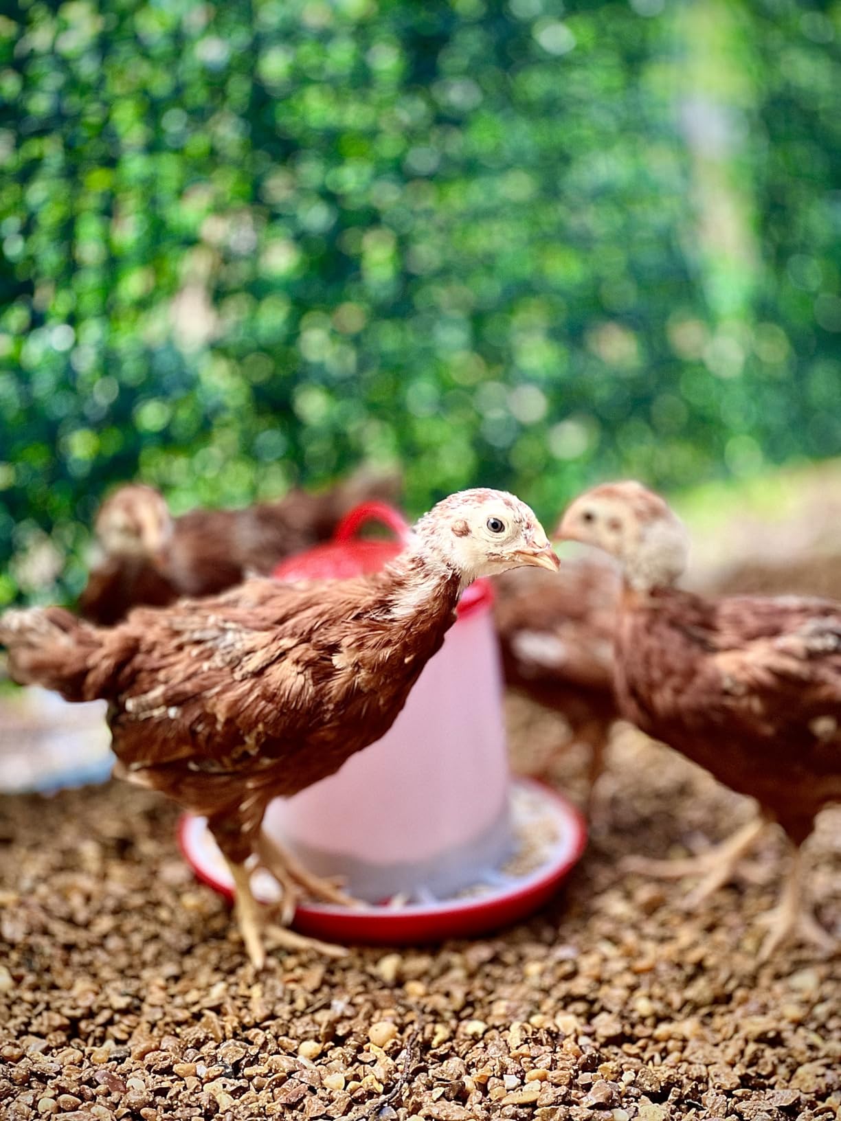 Large Metal Chicken Coop with Waterproof &UV-Resistant Cover&Perch, 9.8' Lx 13.2' x 6.4' Chicken Run Outdoor Walk-in Cage Rabbit Duck Hen House for Yard Farm, Spire Roof customer photo 2