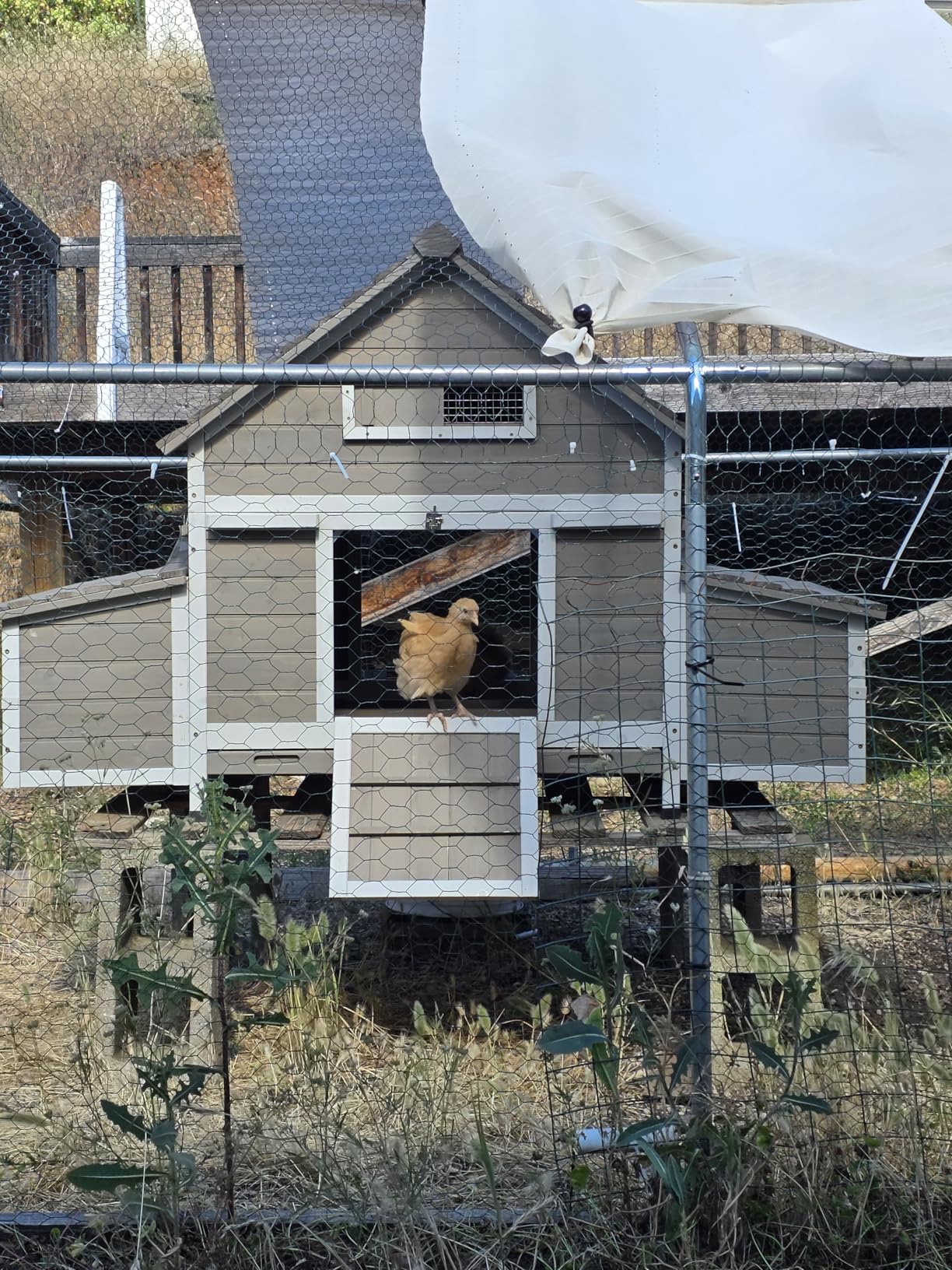 Large Chicken Coop for 4 - 6 Chickens with 6 Nesting Boxes, Wooden Outdoor Hen House with Pull-Out Tray, Backyard Chicken Coop with Weatherproof Openable Roof, 3 Perches, Expandable Run(61