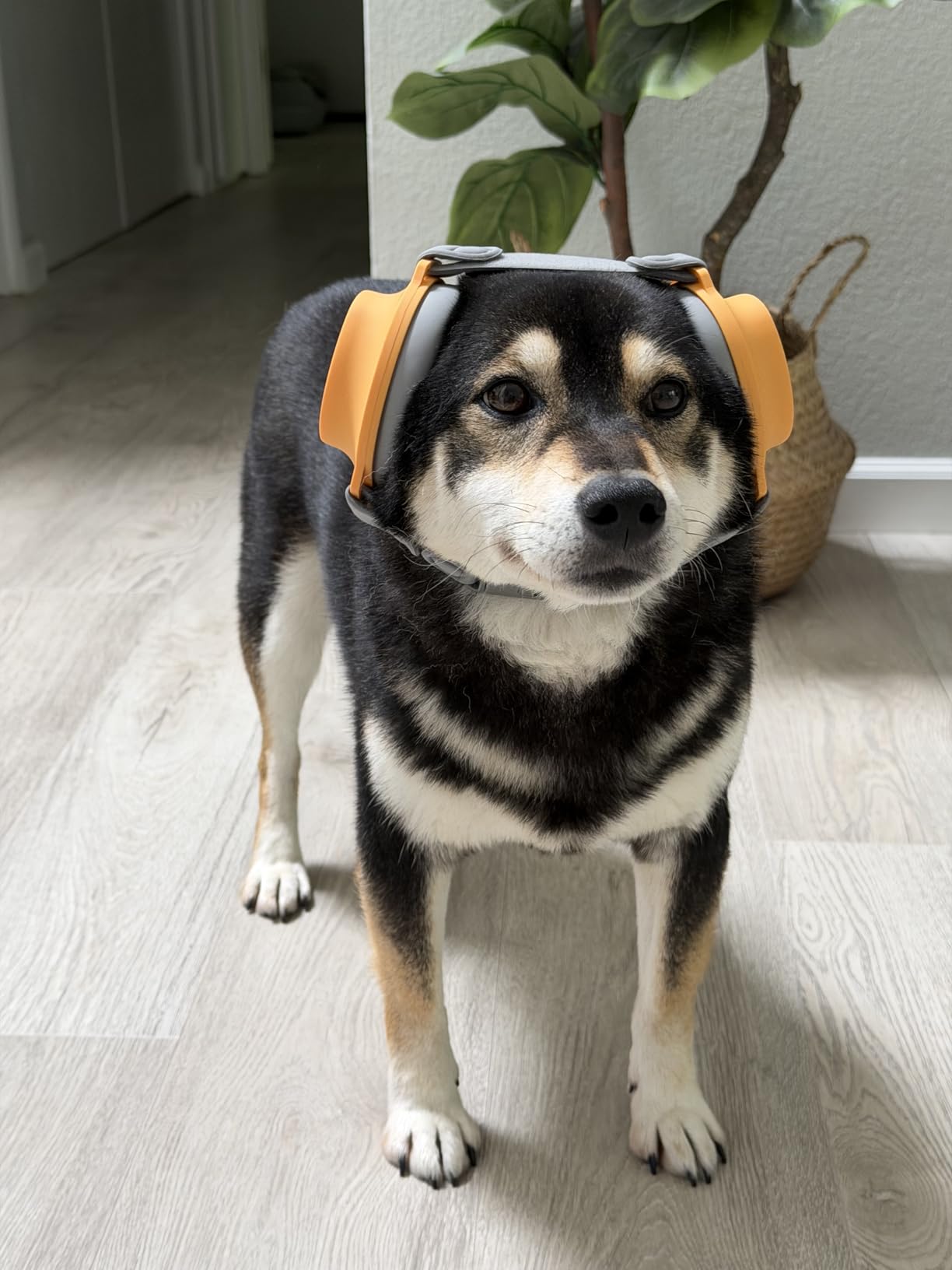 Premium Dog Ear Muffs Noise Protection, Up to 30dB NRR Noise Reduction, Noise Cancelling Headphones For Dogs, Buckle-Free Easy Wear for Thunder, Fireworks, Travel & Grooming, M/L Dogs customer photo 1