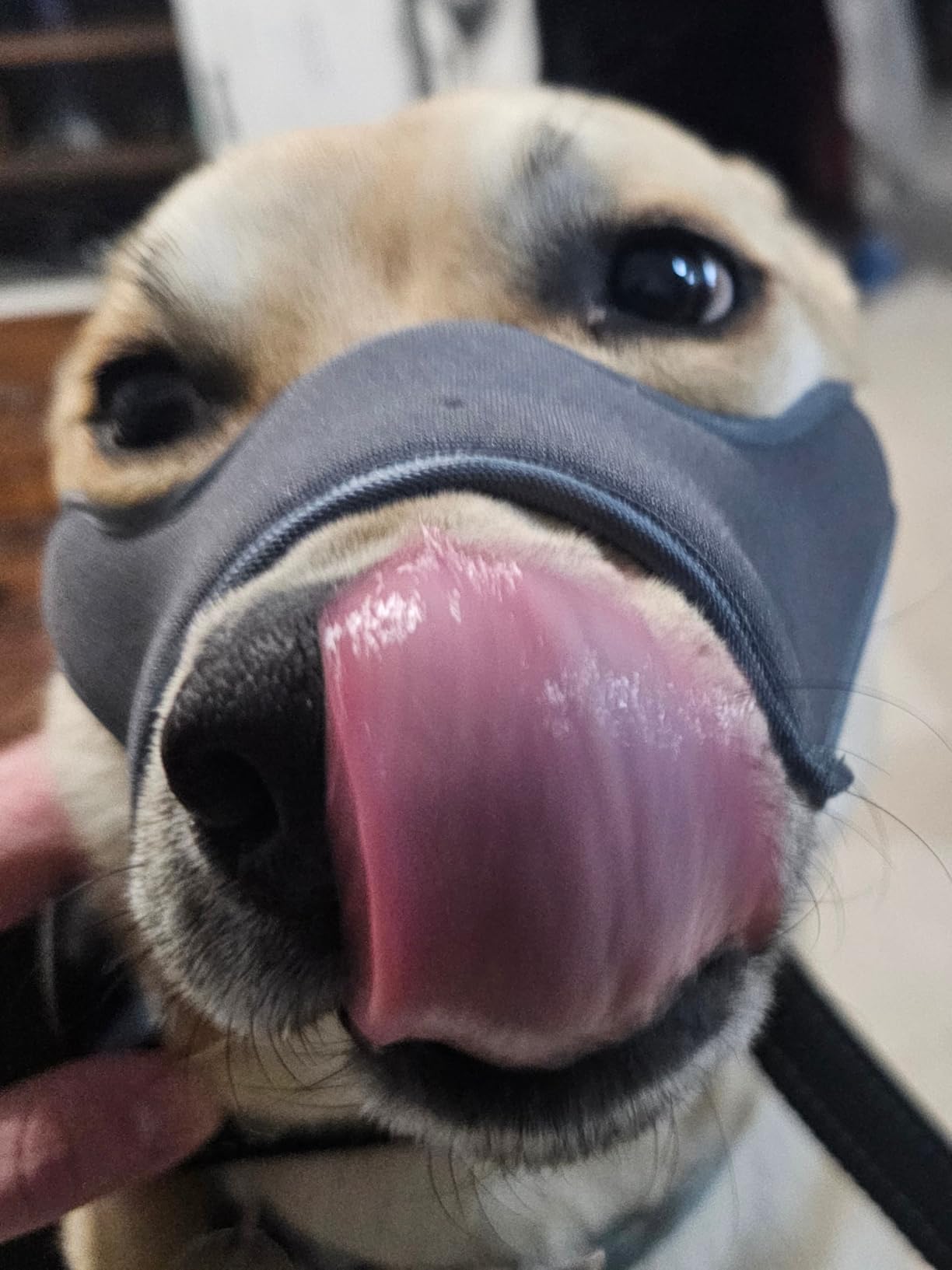 One-Pull Adjustable Dog Muzzle for Small Dogs, No Size Guessing, Soft Comfort Fit, Allows Panting & Drinking, Prevents Biting, Size 1 (Snout Length: 1.4-1.9