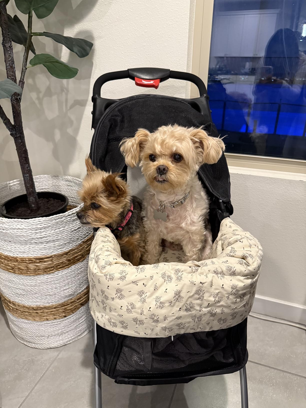 Giantex Foldable Pet Stroller for Small Dogs & Cats, Lightweight Dog Stroller with Lockable Wheels, One-Hand Quick Fold, Adjustable Canopy, Safety Leash & Storage Basket, Pet Travel Stroller, Beige customer photo 2