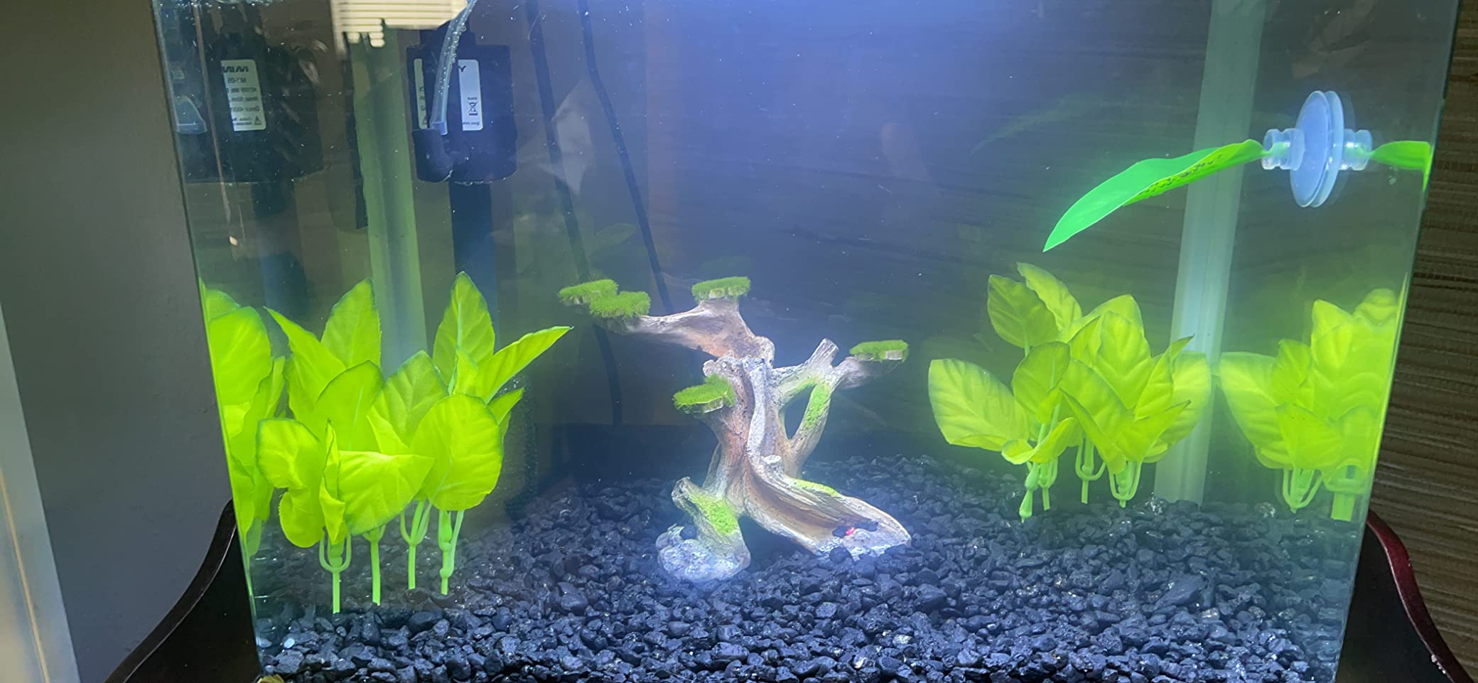 20 Gallon Fish Tank Smart Aquarium Kit, Glass Small Aquarium Starter Kits Self Cleaning with 3 Types of LED Lights and Filter Water Pump, Water Temperature Detection Ultra Quiet Gift for Kid customer photo 1