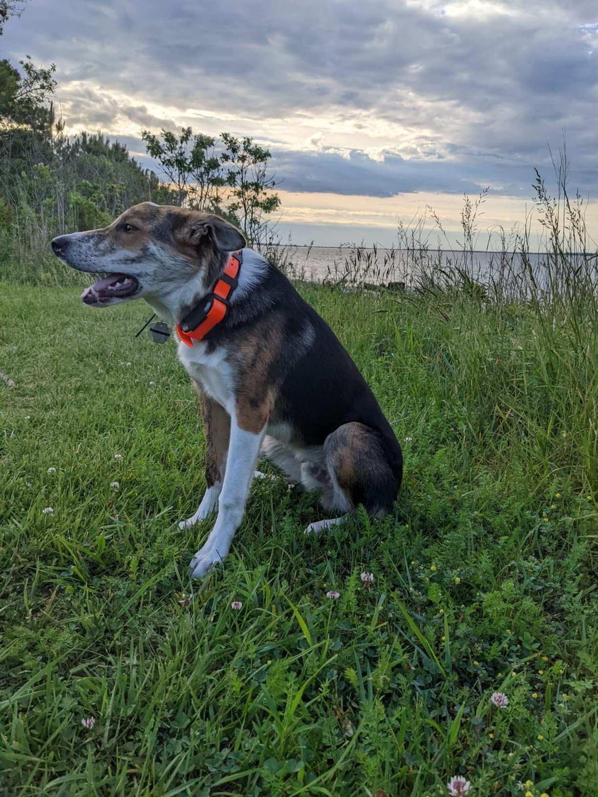 PATHFINDER2 MINI Compass Live GPS Dog Tracking & Training System - 4-Mile Range E-Collar Handheld with No Subscription, Offline Maps, GPS Fence, Expandable up to 21 Dogs, for Dogs 15+ lbs customer photo 1