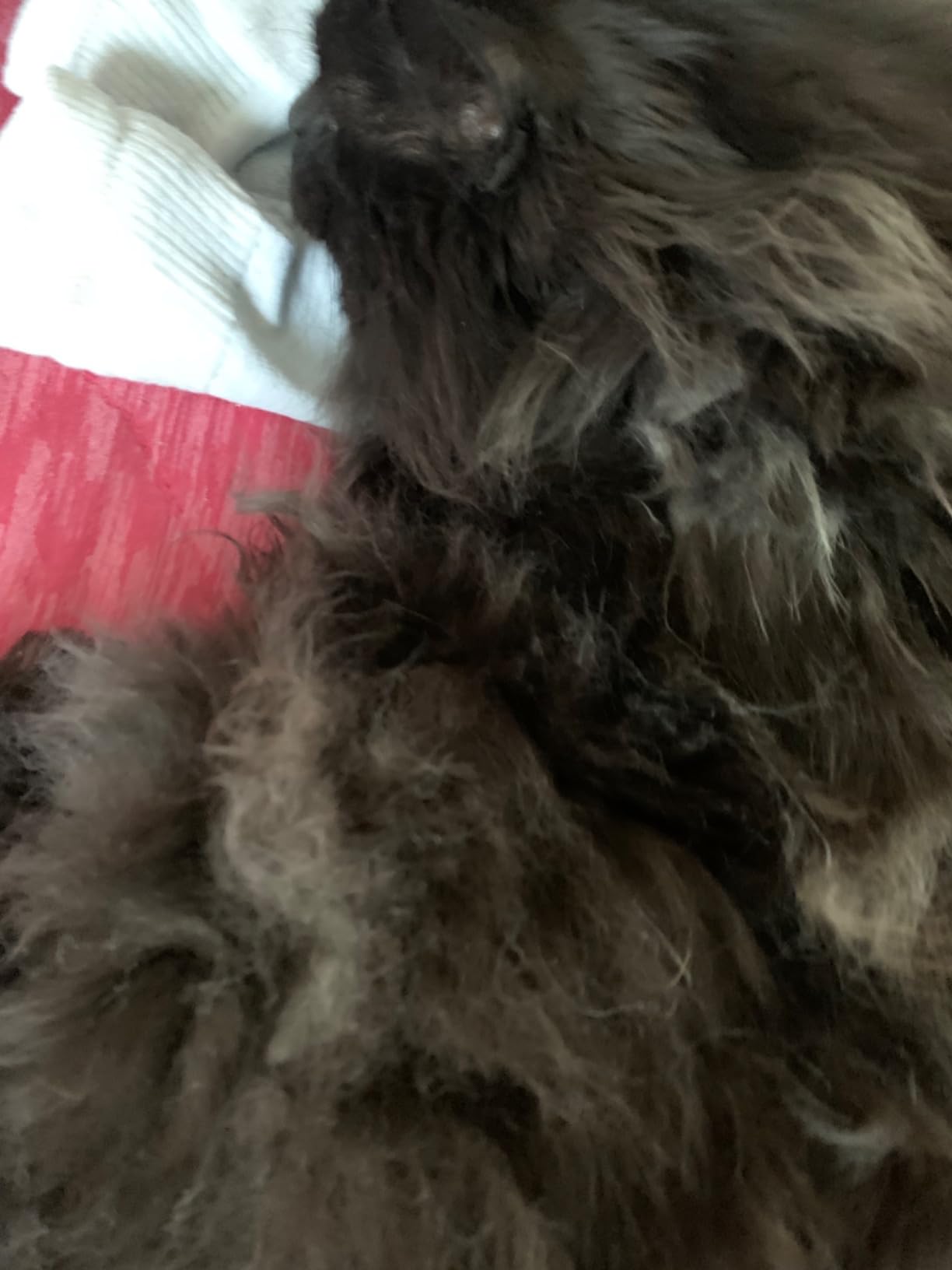 Pecute Self-Cleaning Undercoat Rake for Dogs and Cats, 304 Stainless Steel Dematting Deshedding Tool Combo, Deshedding Brush for Thick Double Coats, Long Hair with Dense Undercoats, Heavy Shedding customer photo 1