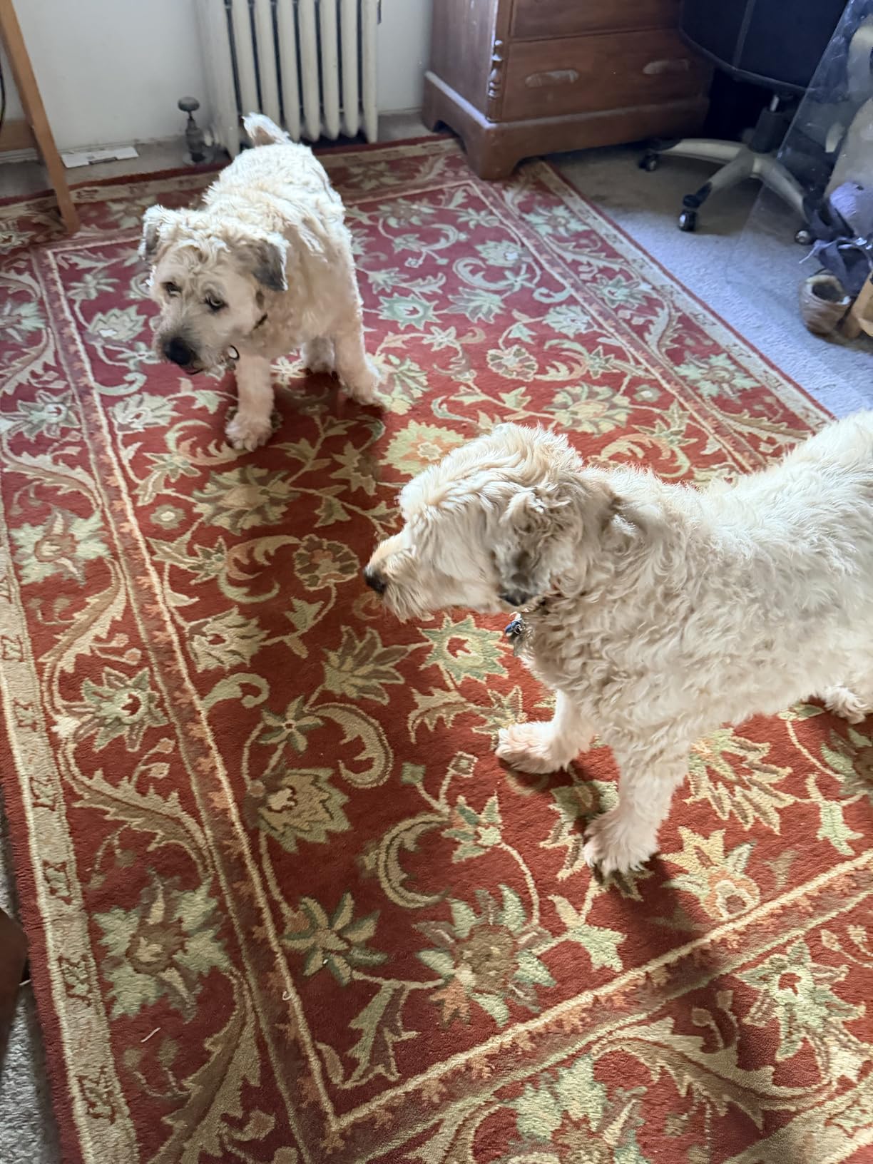 SAFAVIEH Antiquity Collection Area Rug - 5' x 8', Red, Handmade Traditional Oriental Wool (AT52E) customer photo 2