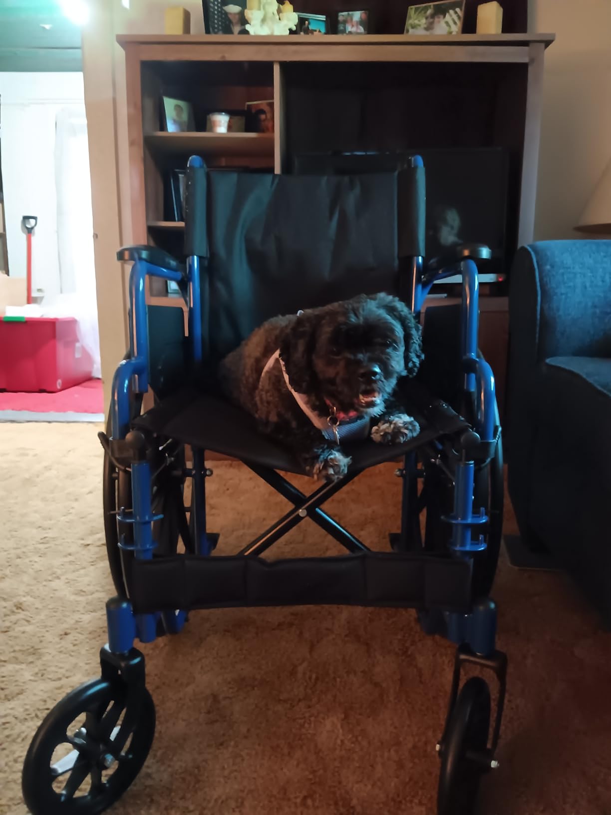 Drive Medical Blue Streak Lightweight Wheelchair - Portable Folding Mobility Aid - Swing-Away Footrests - Desk Arms - Durable Steel Frame - Easy Transport & Storage - 18-Inch Seat customer photo 1