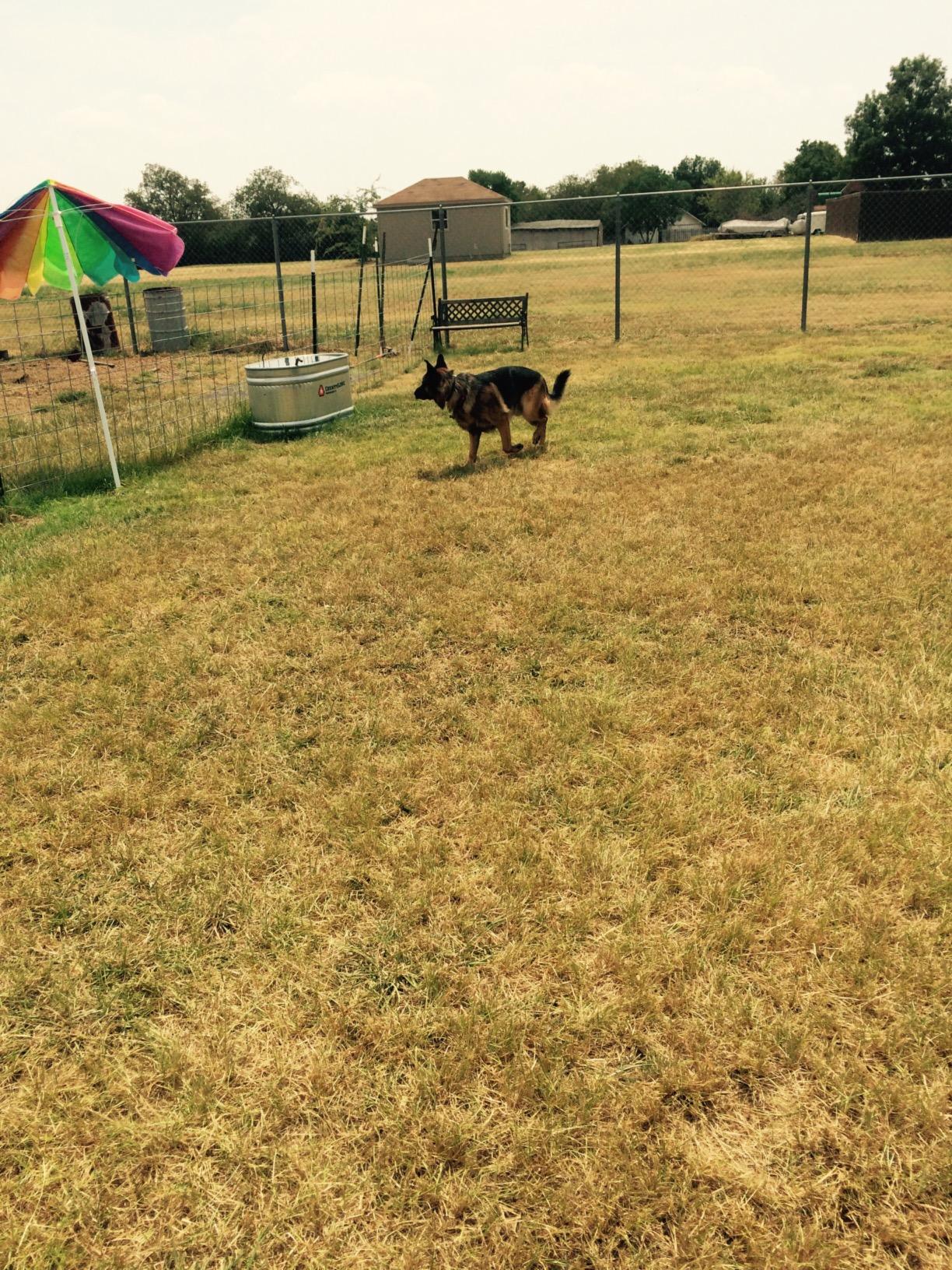 Garmin Pro 70 Dog Training System (010-01201-00) customer photo 2