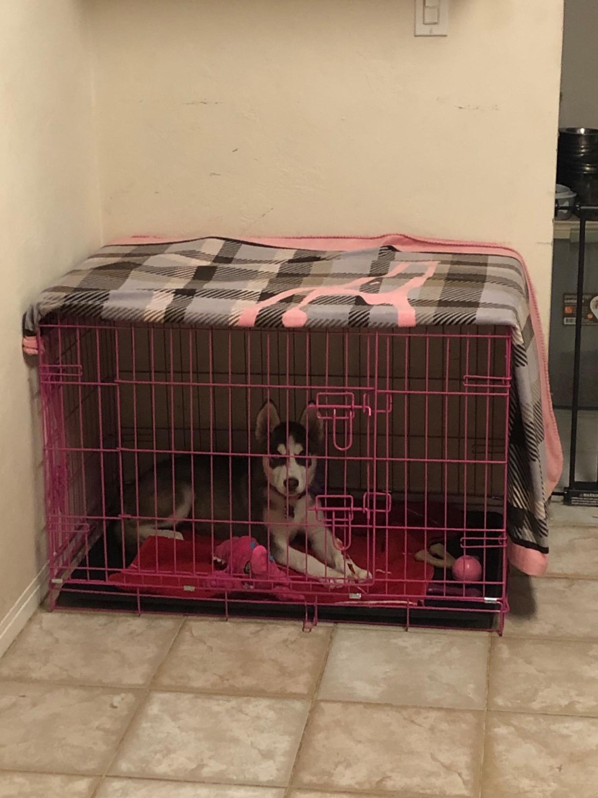 Internet's Best Double Door Steel Crates Collapsible and Foldable Wire Dog Kennel, 24 Inch (Small), Blue customer photo 1
