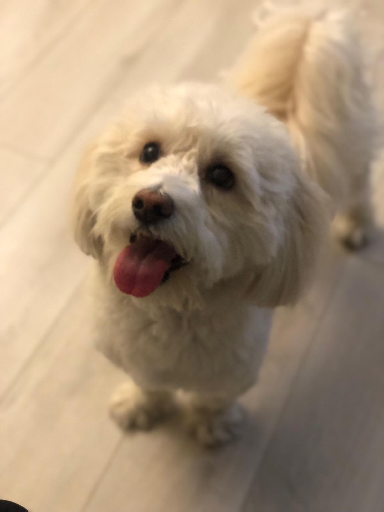 Farmina Natural & Delicious Grain-Free Chicken, Pumpkin and Pomegranate Dry Medium and Maxi Breed Dog Food 5.5 Pounds customer photo 1