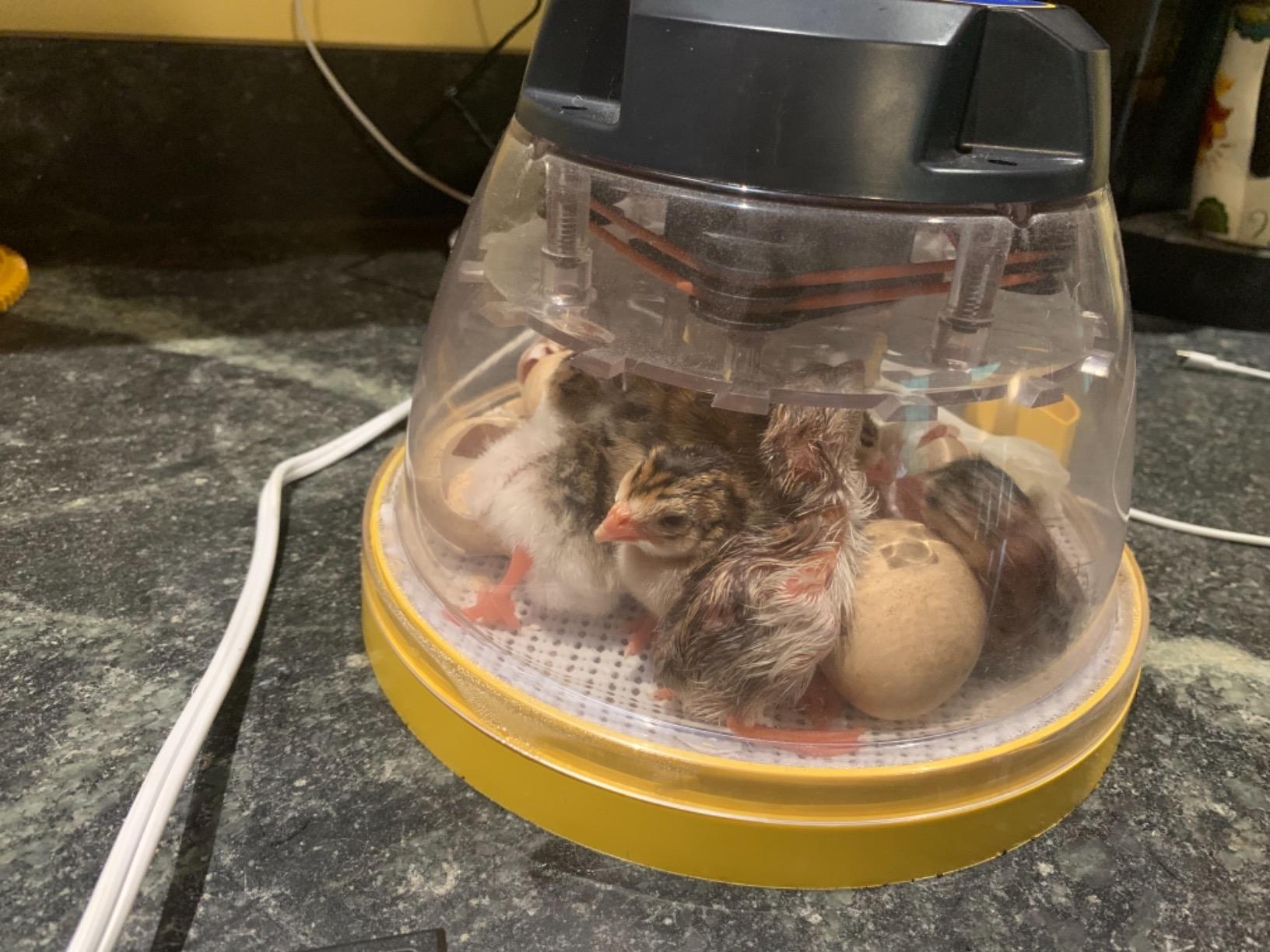 Brinsea Mini II Advance Incubator with Automatic Turner for Hatching 7 Eggs | 50+ years of expertise! Set-and-forget automatic incubator with digital countdown gives your eggs the best chance to hatch customer photo 1