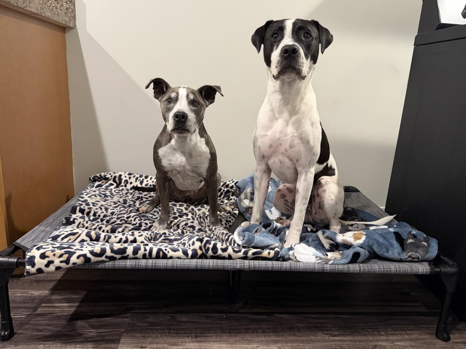 Veehoo Cooling Elevated Dog Bed, Portable Raised Pet Cot with Washable & Breathable Mesh, No-Slip Feet Durable Dog Cots Bed for Indoor & Outdoor Use, X Large, CWC1803-XL customer photo 1