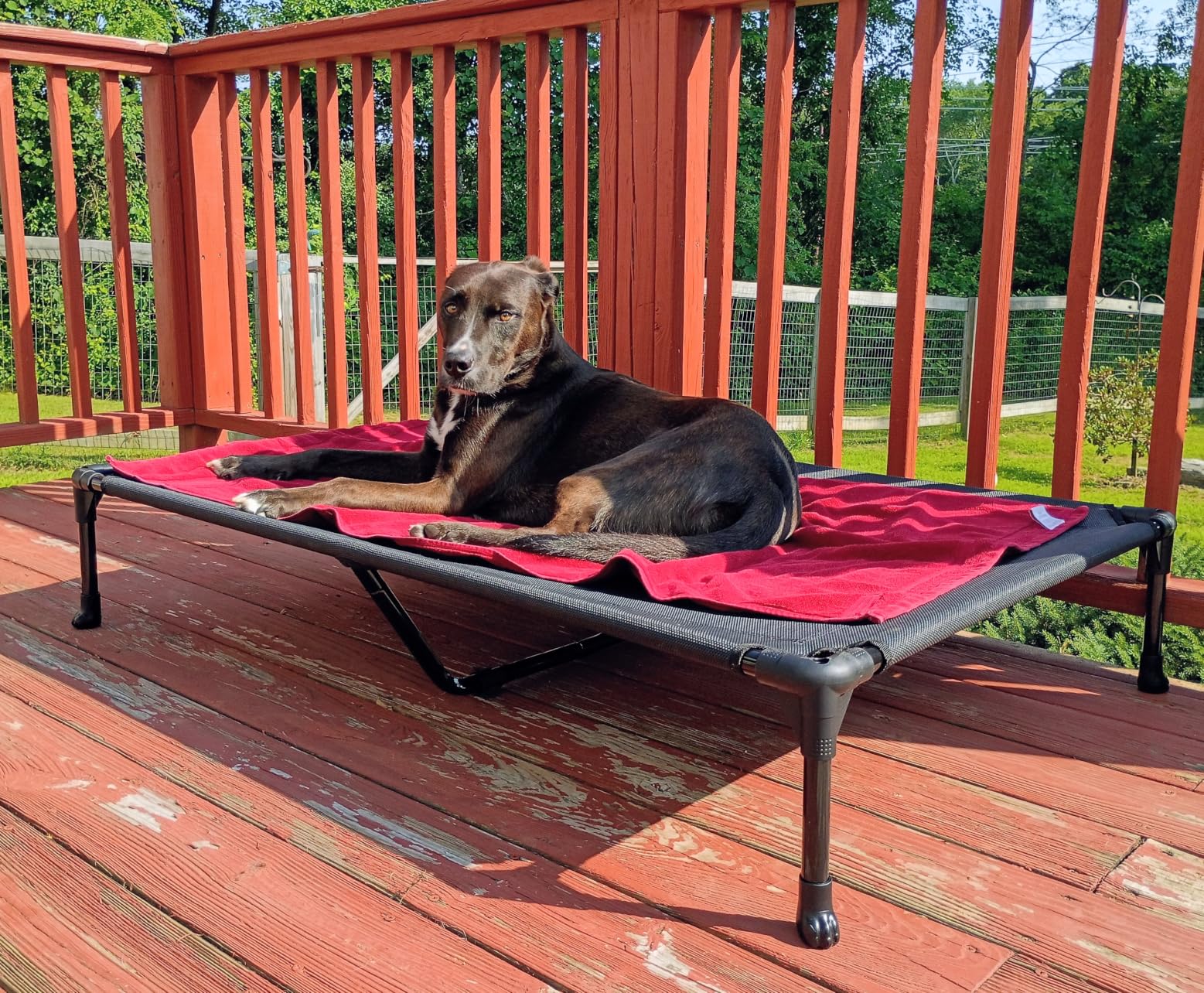 Veehoo Cooling Elevated Dog Bed, Portable Raised Pet Cot with Washable & Breathable Mesh, No-Slip Feet Durable Dog Cots Bed for Indoor & Outdoor Use, X Large, CWC1803-XL customer photo 2
