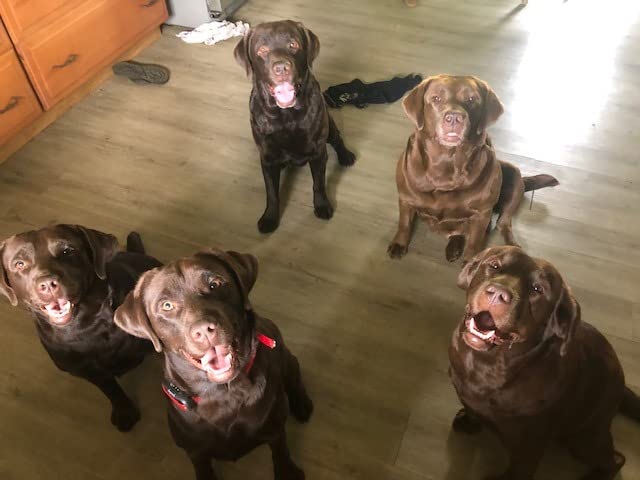 Taste of the Wild Ancient Stream Dry Dog Food, Smoke-Flavored Salmon, 5lb | Real Salmon & Ancient Grains | All Life Stages customer photo 1