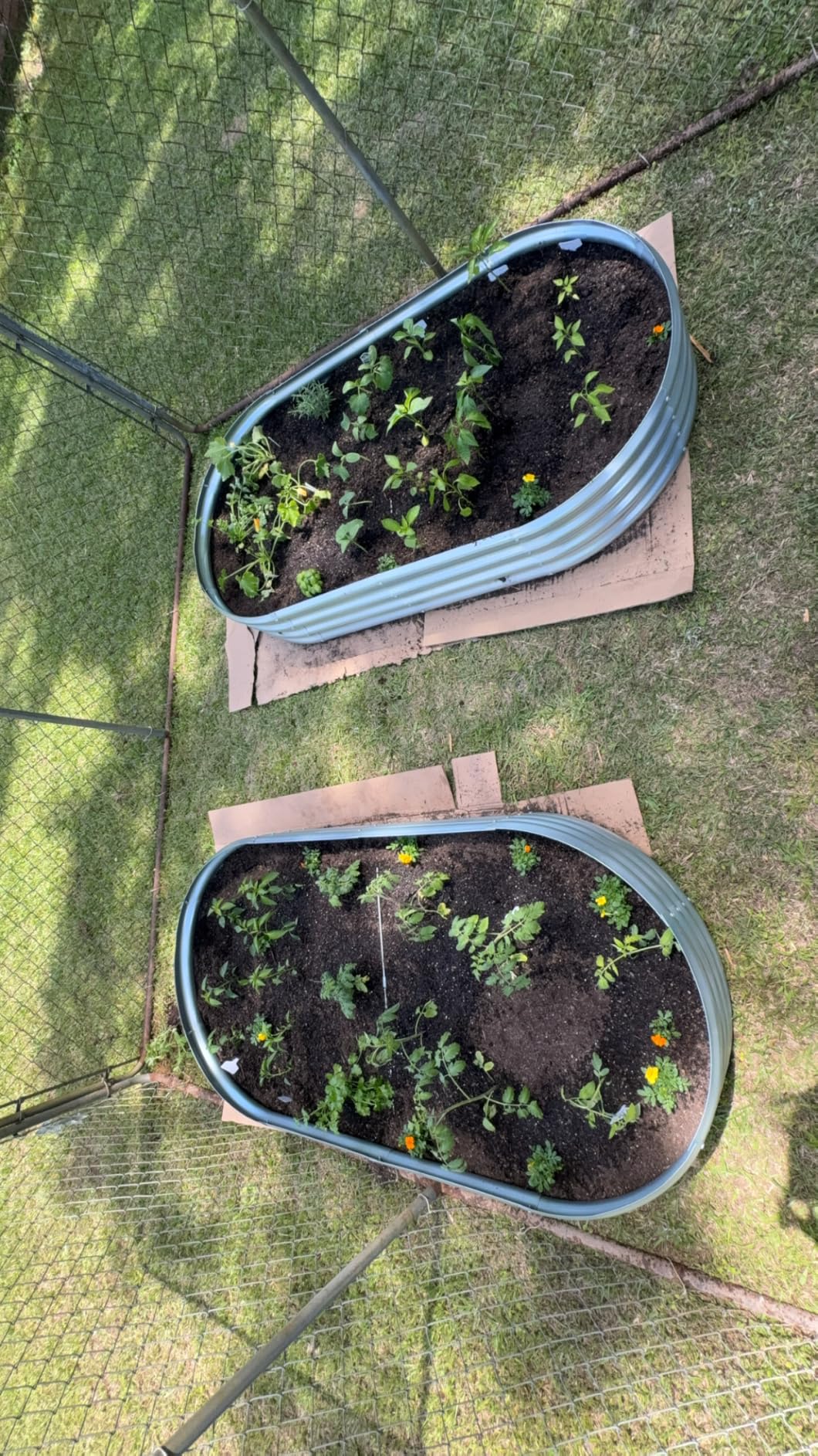 Land Guard Galvanized Raised Garden Bed Kit, Galvanized Planter Garden Boxes Outdoor, Oval Large Metal Raised Garden Beds for Vegetables customer photo 2