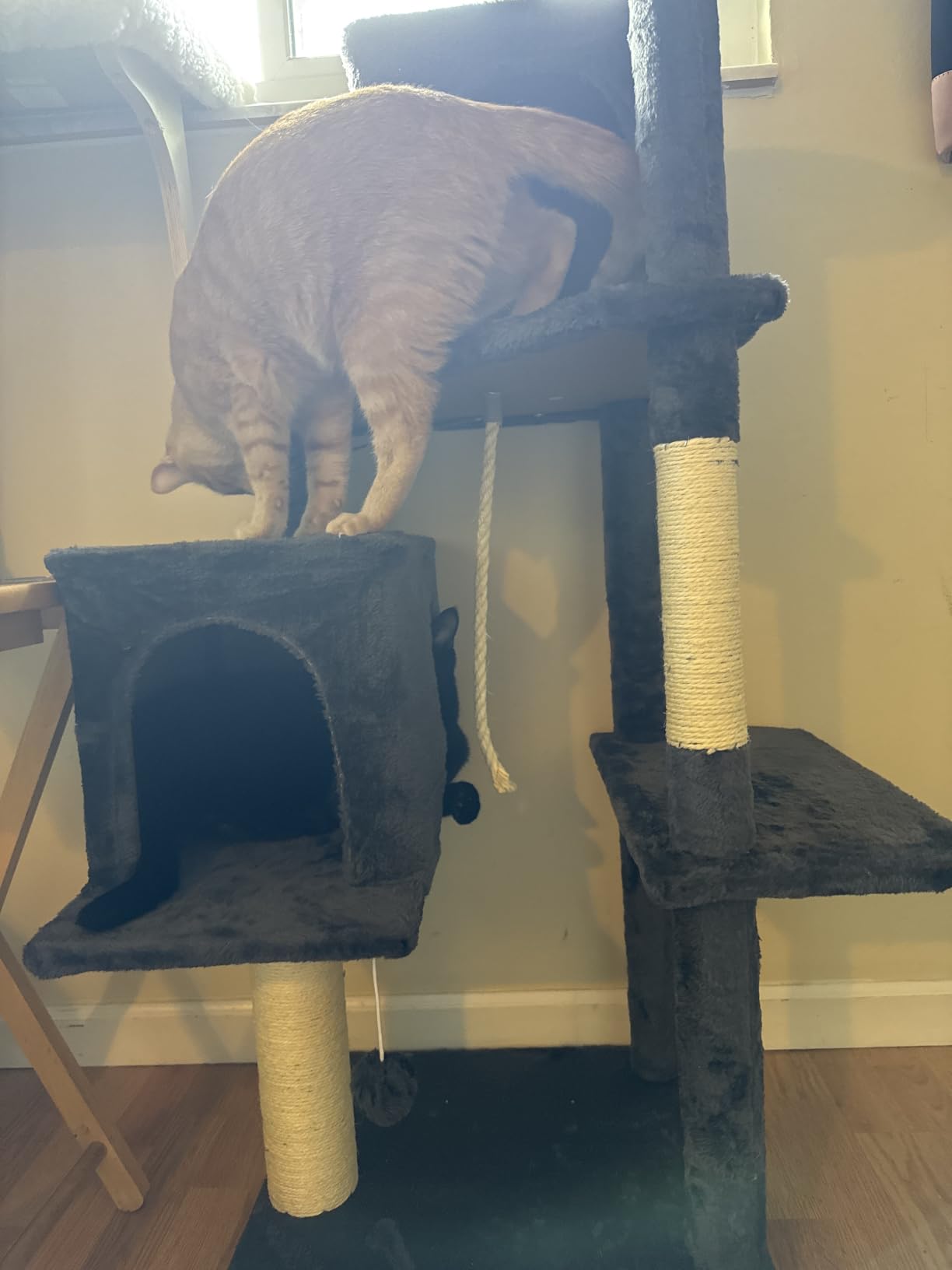 58.5inch Large Cat Tree Tower Condo for Indoor Cats, Soft Plush Multi-Level Climbing Tree customer photo 2