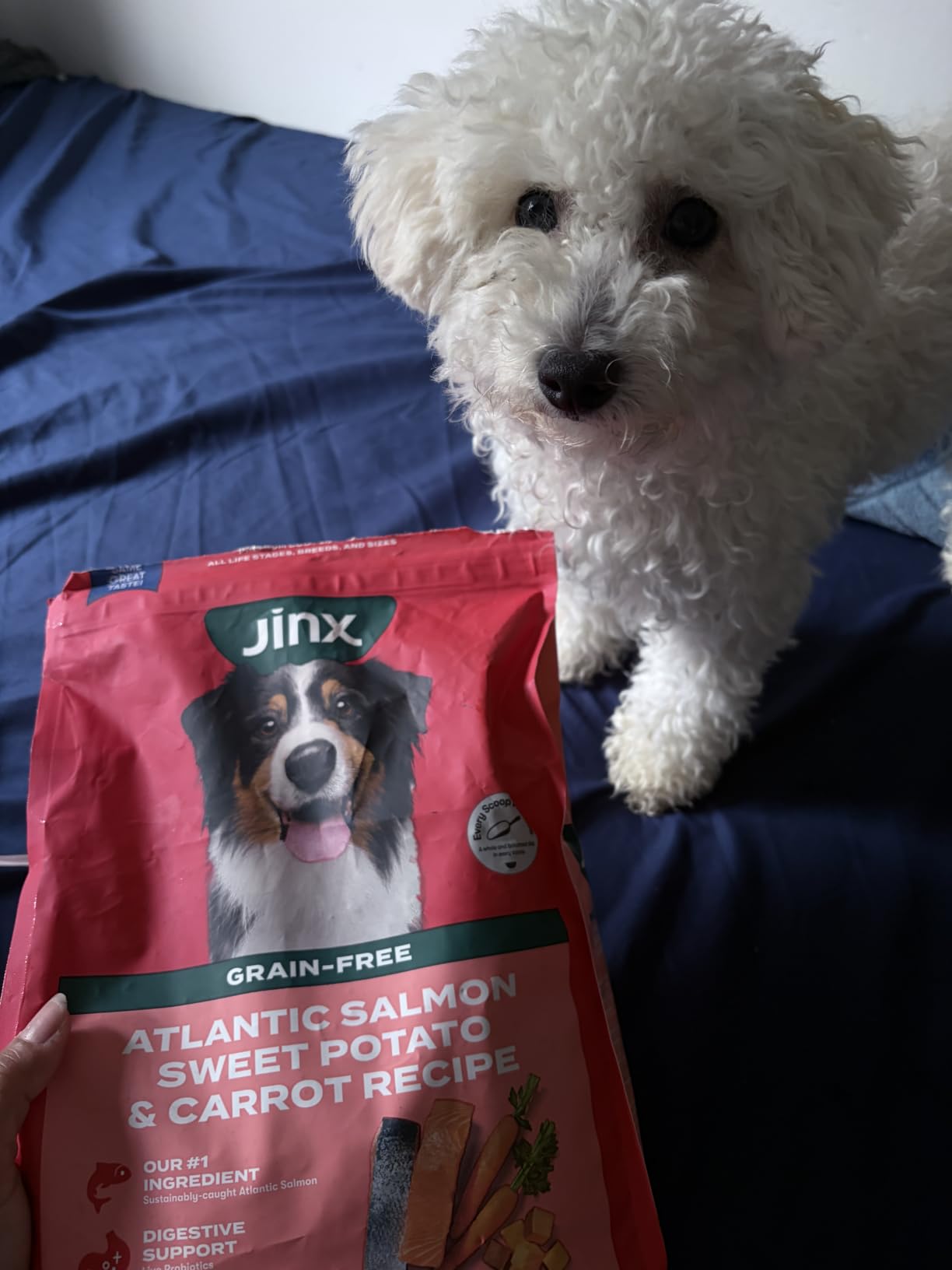 Jinx Grain Free Dry Dog Food - Real Salmon, Sweet Potato & Carrot, 30lb | Premium Kibble for Digestive Support & Healthy Immunity - No Fillers, All Lifestages (Puppy, Adult & Senior), Breeds & Sizes customer photo 1