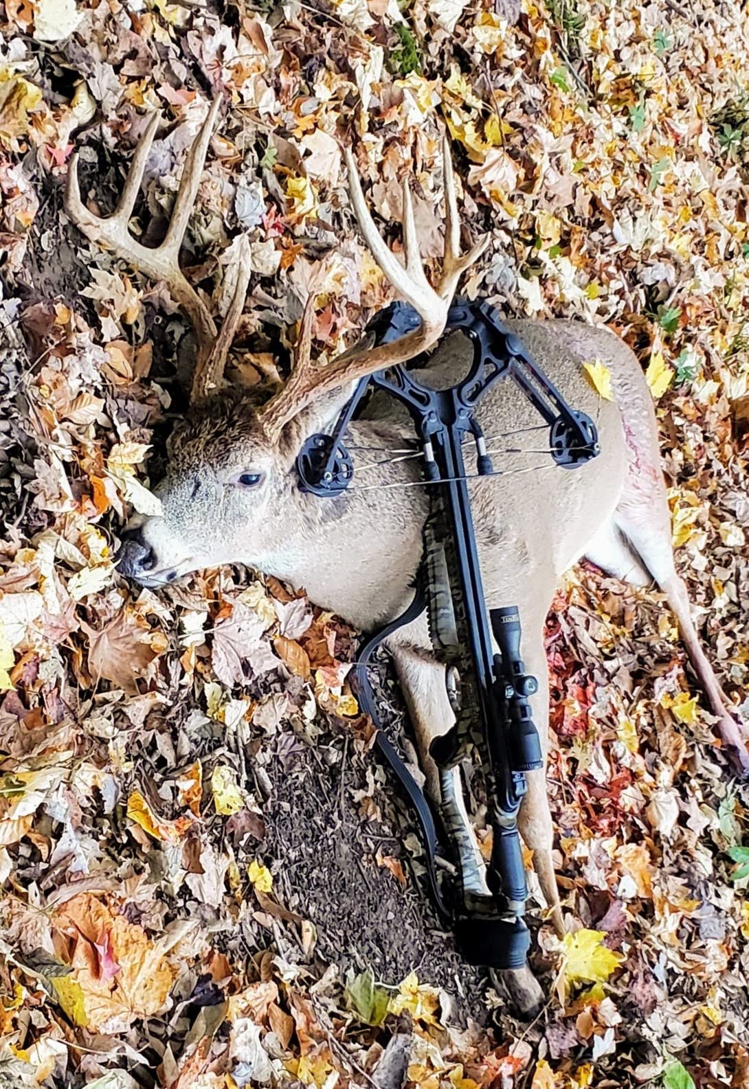 Barnett Whitetail Series Crossbow Package - Hunting Crossbows with 4x32 Scope, Arrows, Quiver & Cocking Device Options customer photo 1